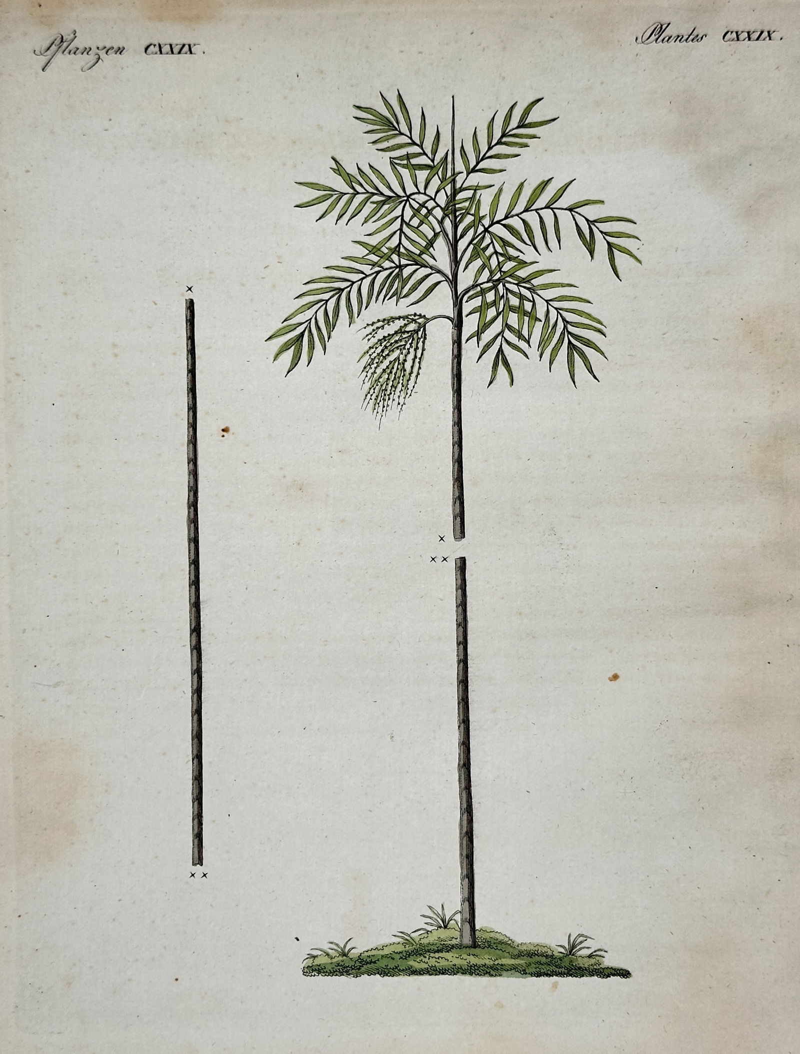 Friedrich Johann Justin Bertuch – Botanical Illustration of a Palm Tree – Hand-colored engraving (1 of 2)