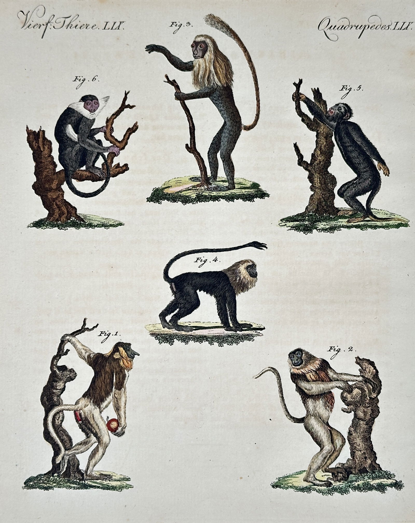 Friedrich Johann Justin Bertuch – Various Exotic Monkeys and Primates – Hand-colored engraving (1 of 2)