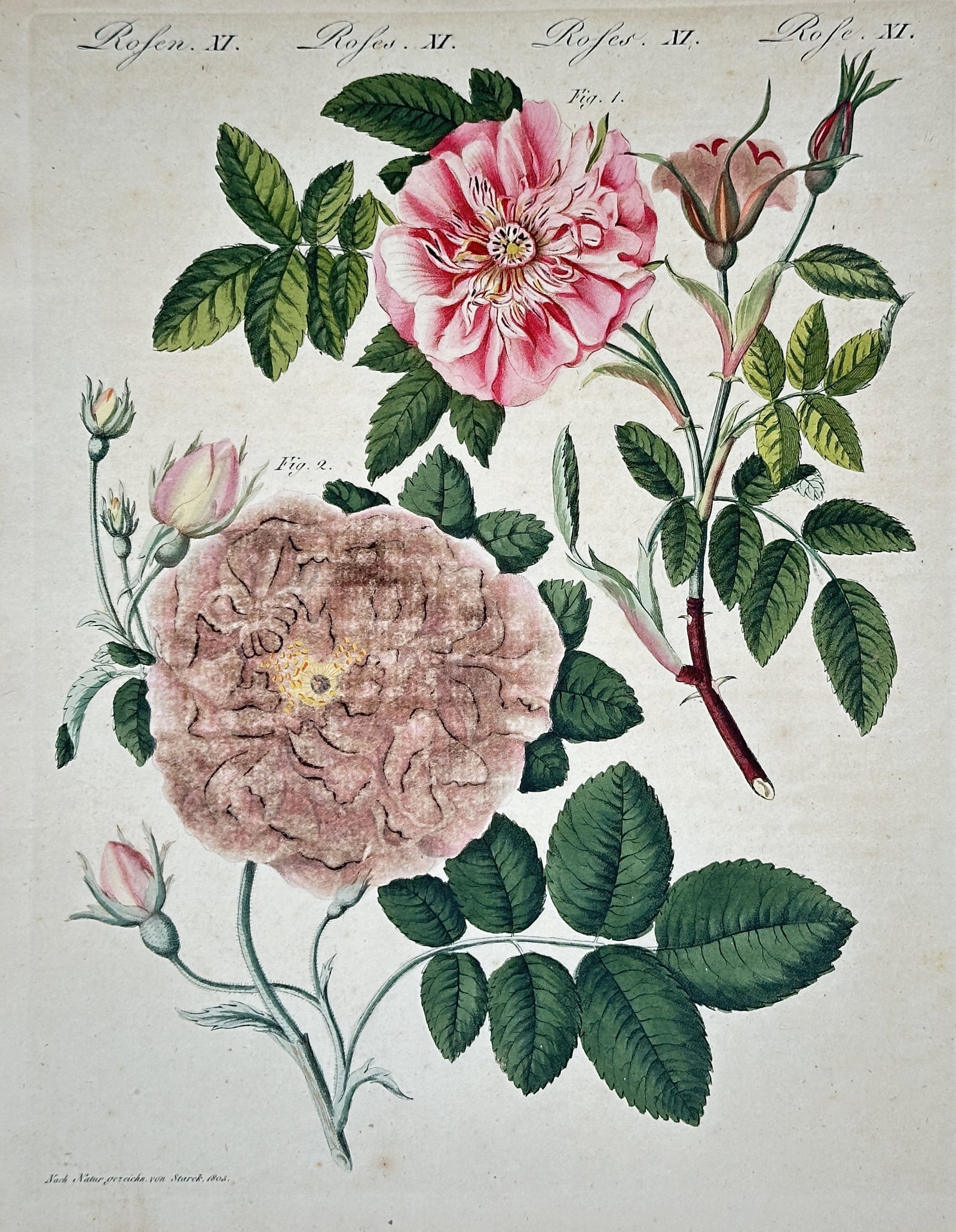Friedrich Johann Justin Bertuch – Botanical Illustration of Roses – Hand-colored engraving (1 of 2)