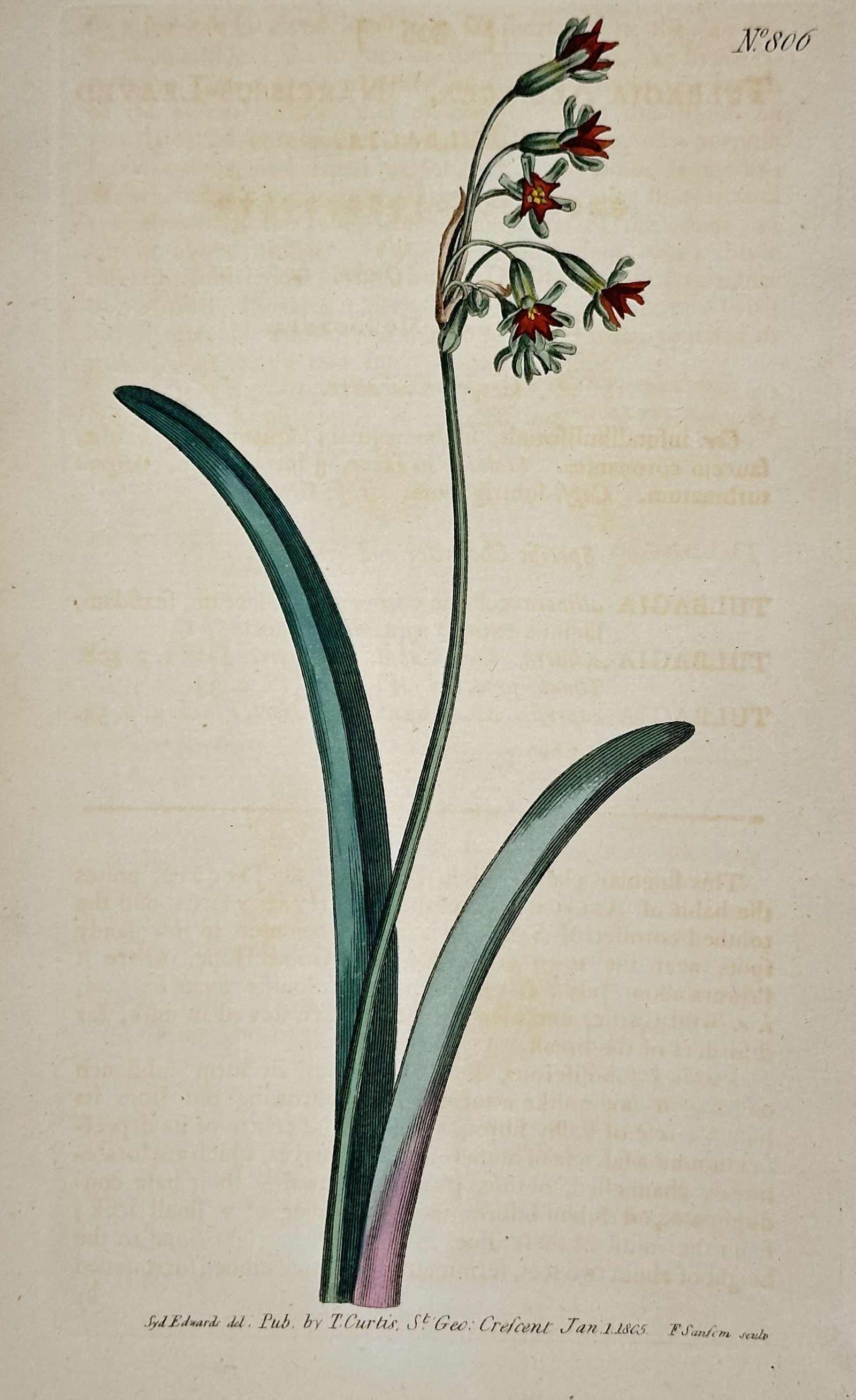 William Curtis (1746–1799) – Saffron Tritonia – Hand-colored engraving (1805) (1 of 2)