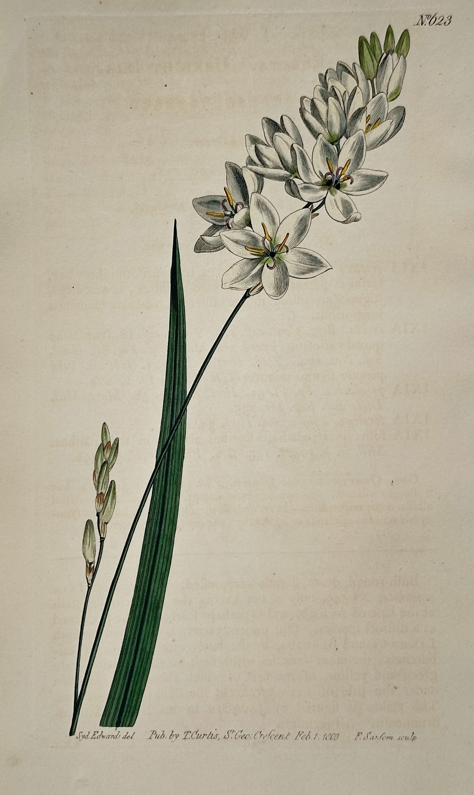 William Curtis (1746–1799) – Flexible Ixia – Hand-colored engraving (1803) (1 of 2)