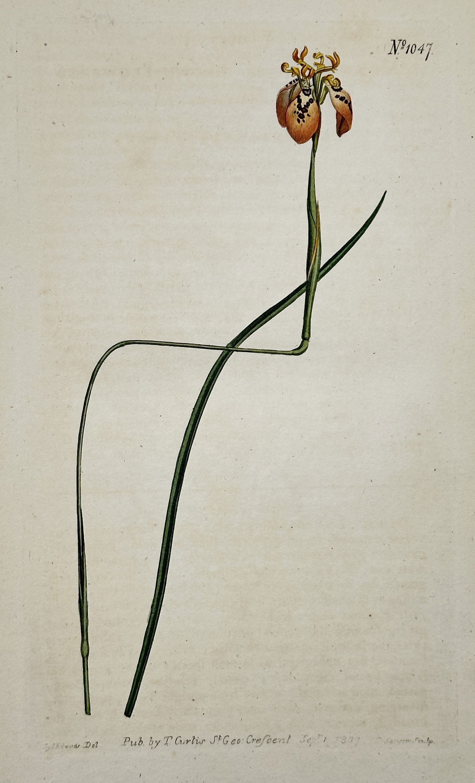 William Curtis (1746–1799) – Botanical Illustration of a Spotted Moraea – Hand-colored (1 of 2)