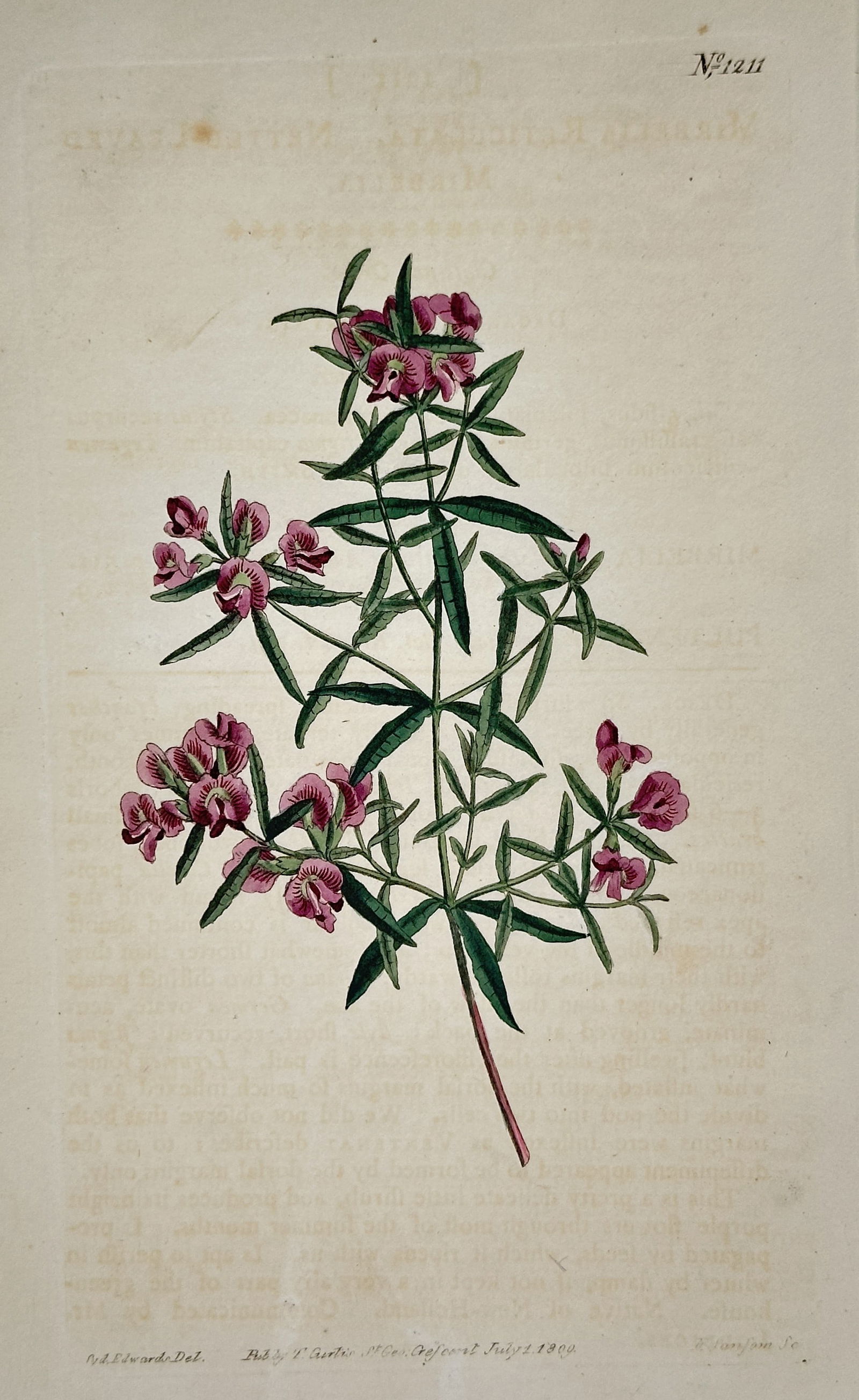 William Curtis (1746–1799) – Milkwort – Hand-colored engraving (1809) (1 of 2)