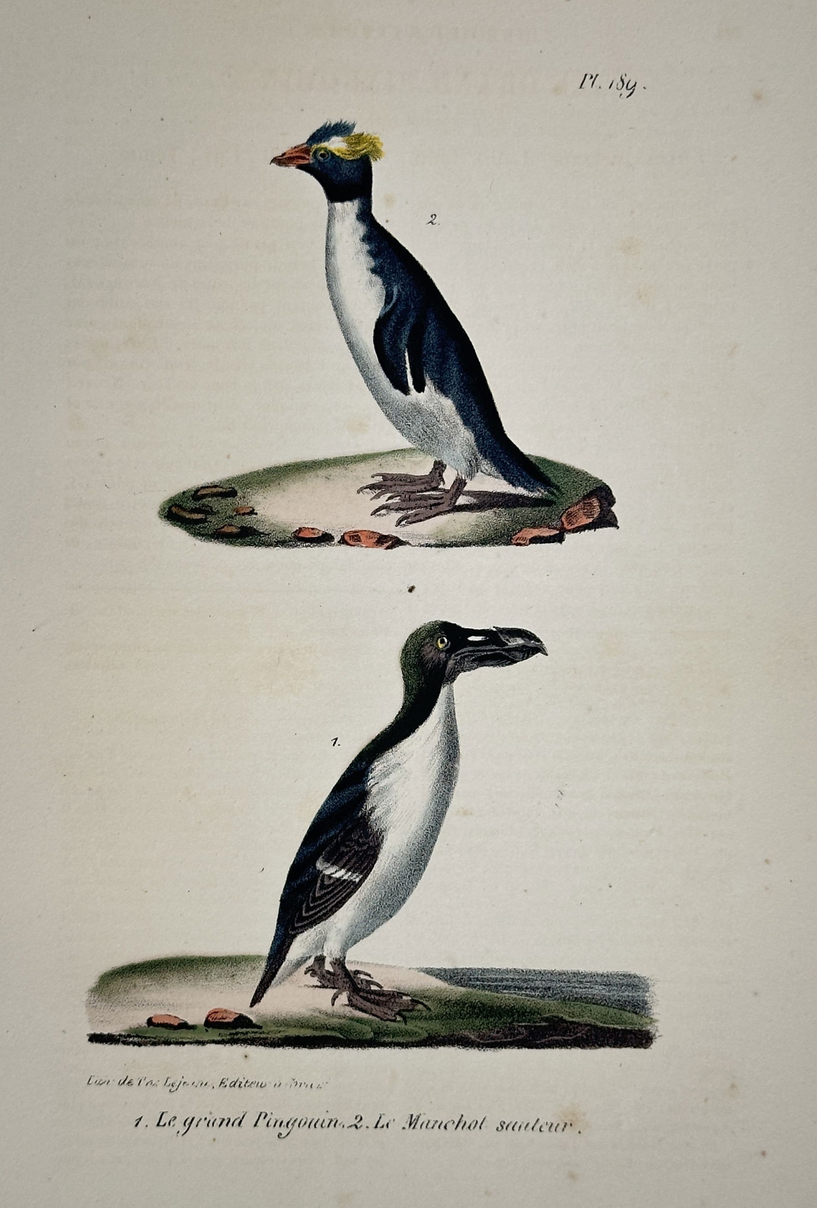 Georges-Louis Leclerc, Comte de Buffon – The Great Auk and the Rockhopper Penguin (1 of 2)