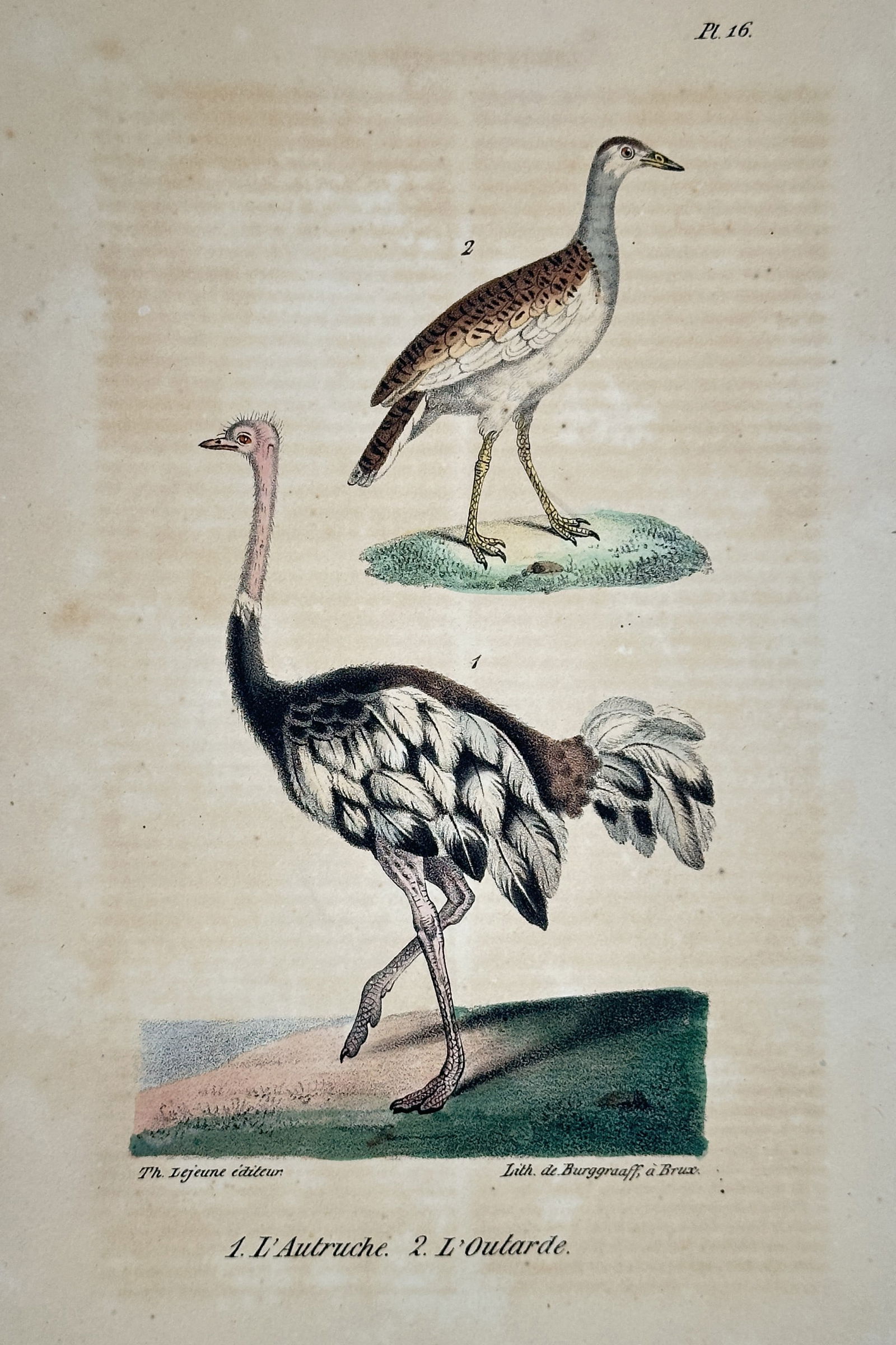 Georges-Louis Leclerc, Comte de Buffon – The Ostrich and the Bustard (1 of 2)