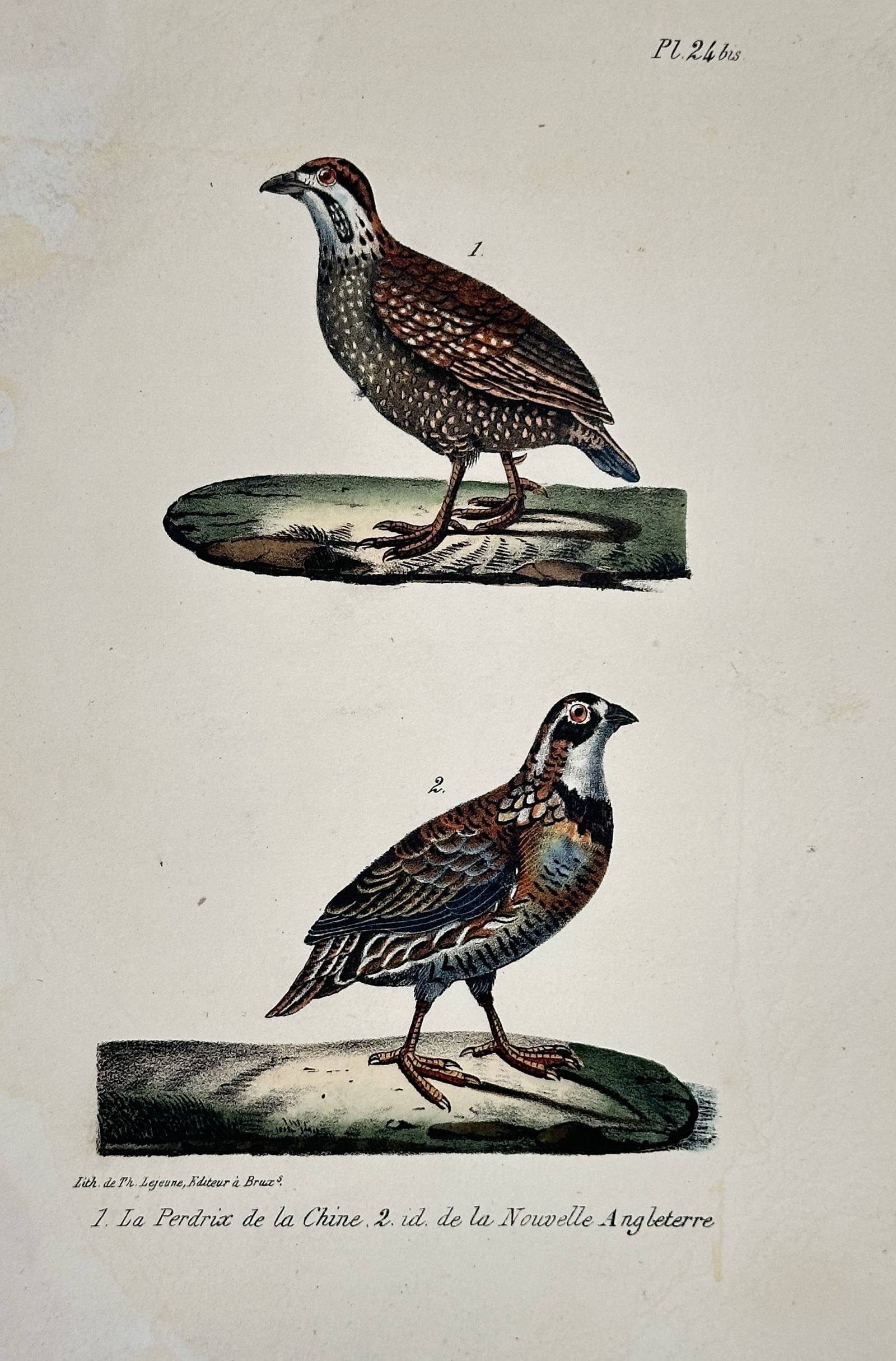 Georges-Louis Leclerc, Comte de Buffon – Partridge of China and the New England Partridge (1 of 2)