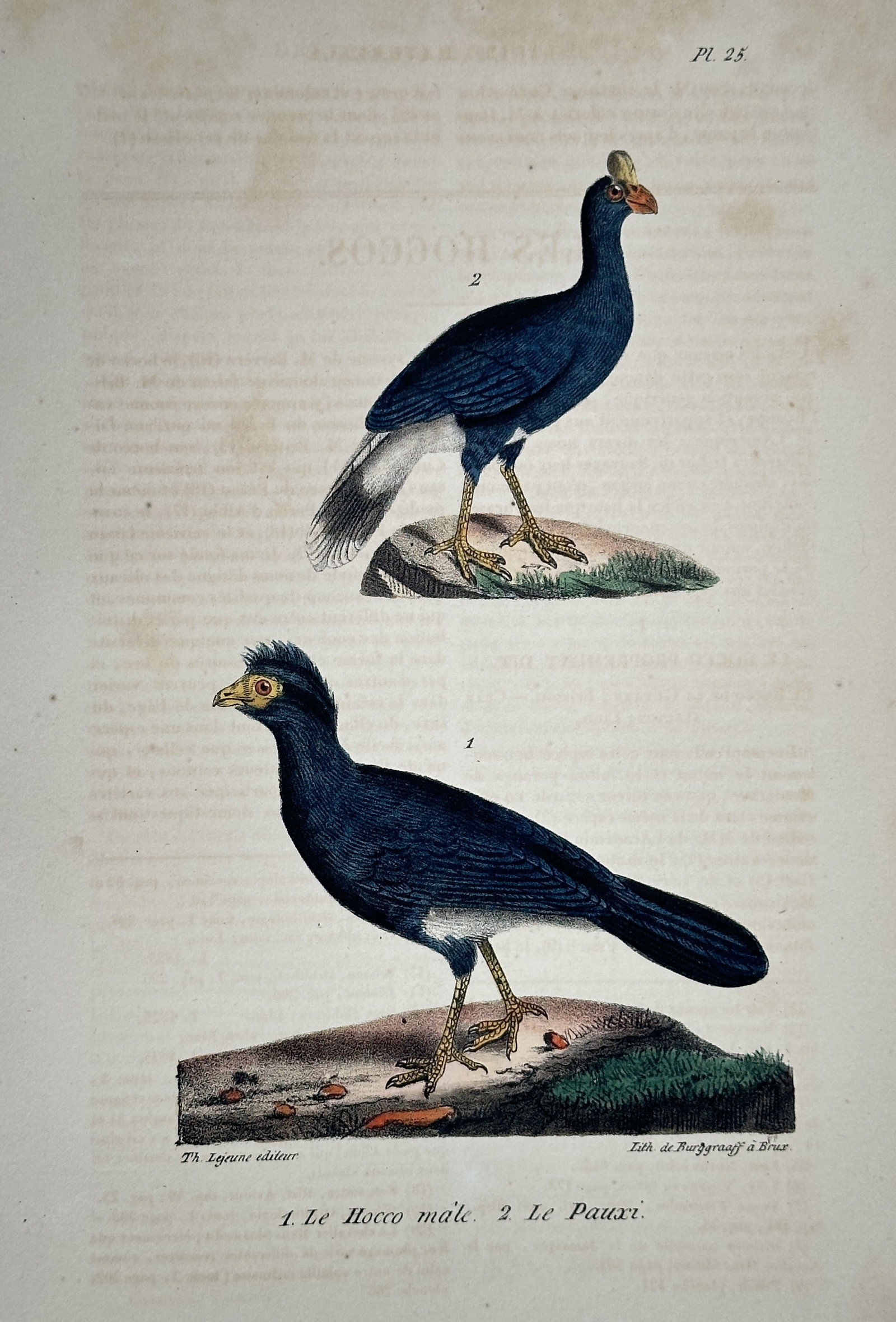 Georges-Louis Leclerc, Comte de Buffon – The Male Curassow and the Helmeted Curassow: This hand-colored engraving illustrates two species of large New World game birds (Curassows): the Male Curassow and the Helmeted Curassow, the latter being recognizable by the prominent blue-gray, bo