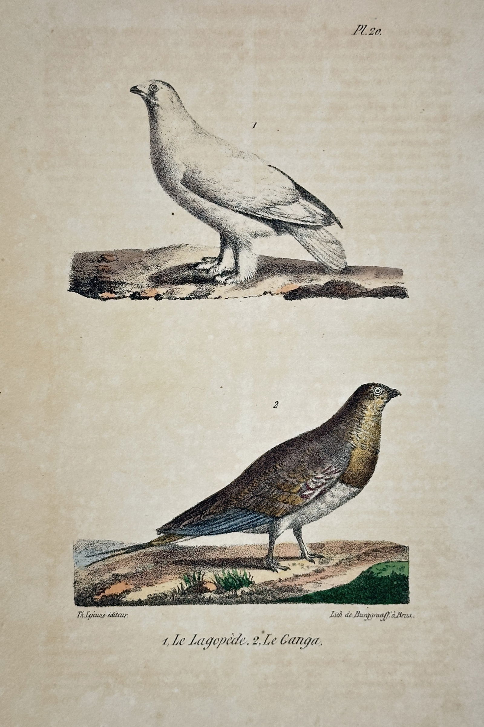 Georges-Louis Leclerc, Comte de Buffon – The Ptarmigan and the Sandgrouse (1 of 2)