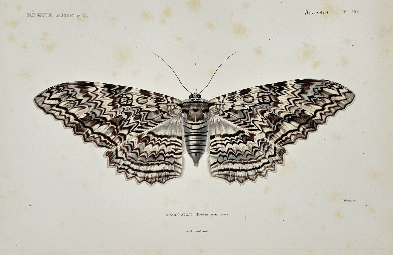 Georges Cuvier – Black Axies Moth – Hand-colored engraving (c. 1820): This hand-colored engraving depicts the Black Axies Moth, a large insect notable for the complex, intricate pattern of wavy black, white, and brown bands across its wings. The illustration originated 
