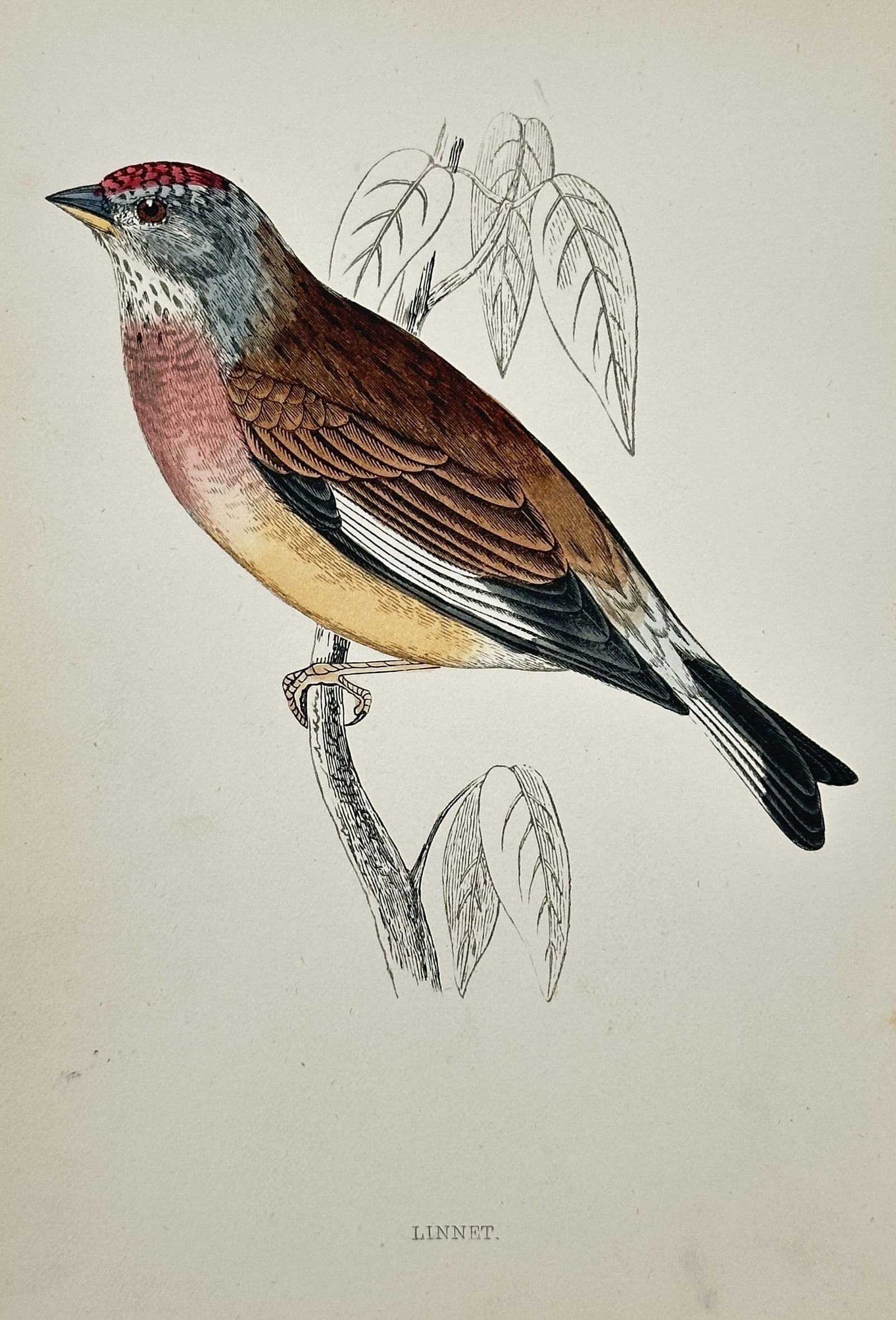 Francis Orpen Morris (1810–1893) – Linnet – Wood engraving (c. 1860): This hand-colored wood engraving depicts the male Linnet in breeding plumage, shown perched on a branch. The illustration originates from the comprehensive ornithological work A History of British Bir
