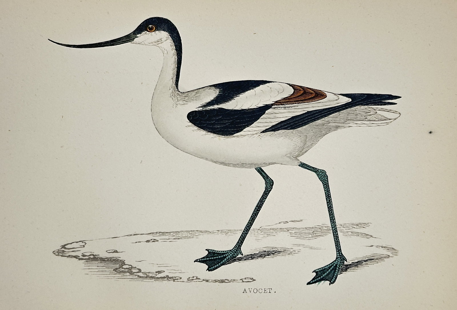 Francis Orpen Morris (1810–1893) – Avocet – Wood engraving (c. 1860): This hand-colored wood engraving depicts the Avocet, a wading bird easily recognizable by its black and white markings and long, upcurved bill. The plate originates from the comprehensive ornithologic