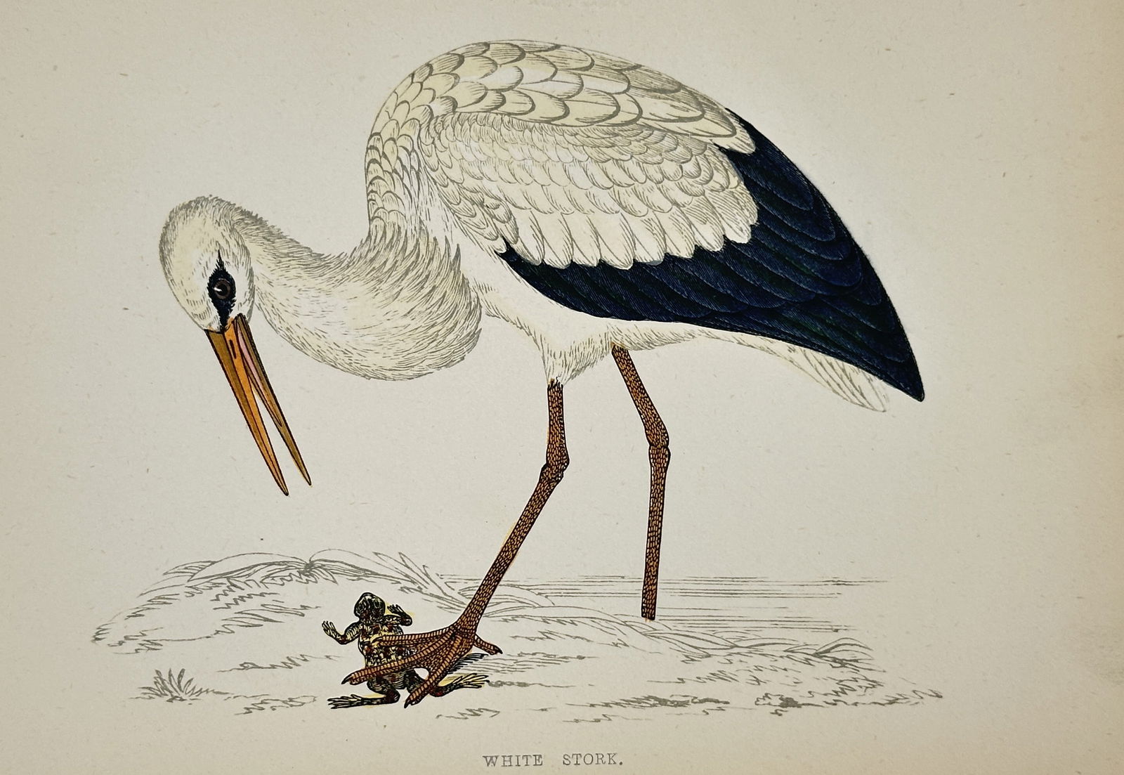 Francis Orpen Morris (1810–1893) – White Stork – Wood engraving (c. 1860) (1 of 2)