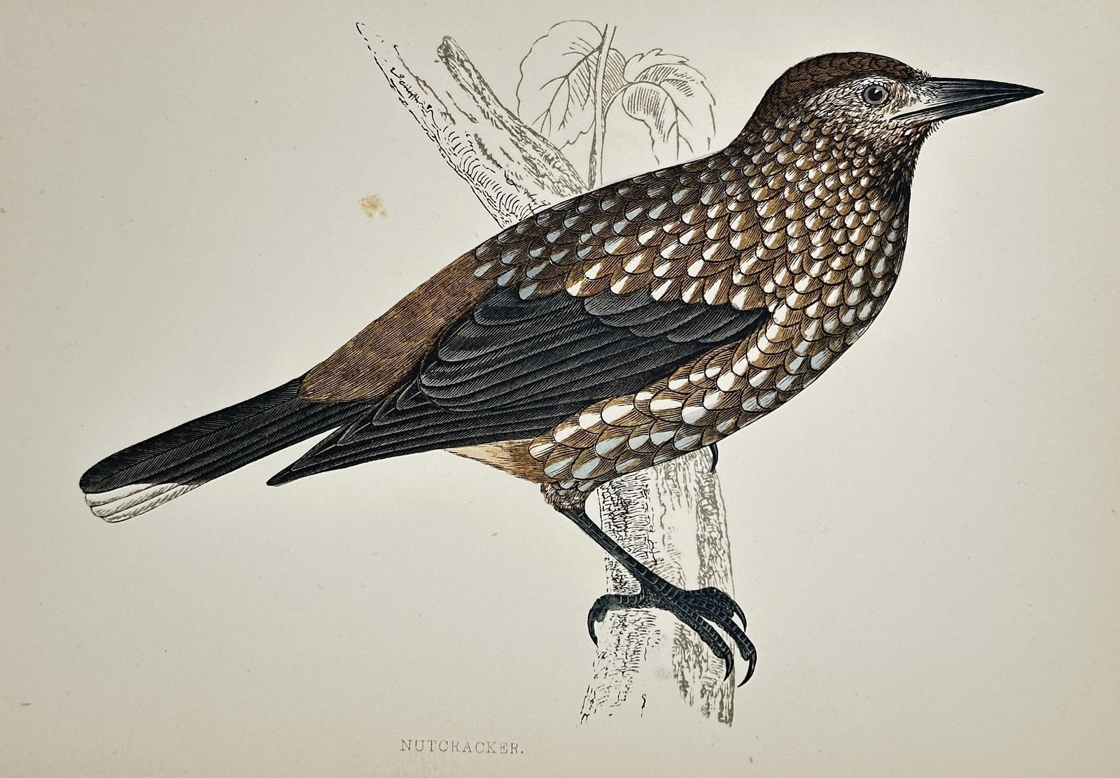 Francis Orpen Morris (1810–1893) – Nutcracker – Wood engraving (c. 1860) (1 of 2)