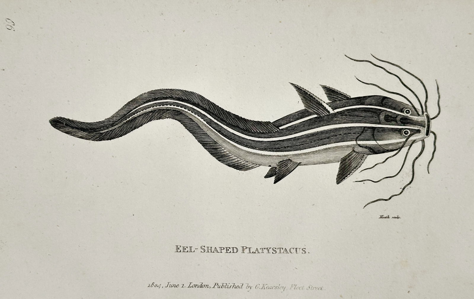 George Shaw (1751–1813) – Eel-Shaped Platystacus – Copperplate engraving (1804): This copperplate engraving depicts the Eel-Shaped Platystacus, a species of catfish notable for its undulating, eel-like body and its numerous long whiskers. The print was published in London by G. Ke