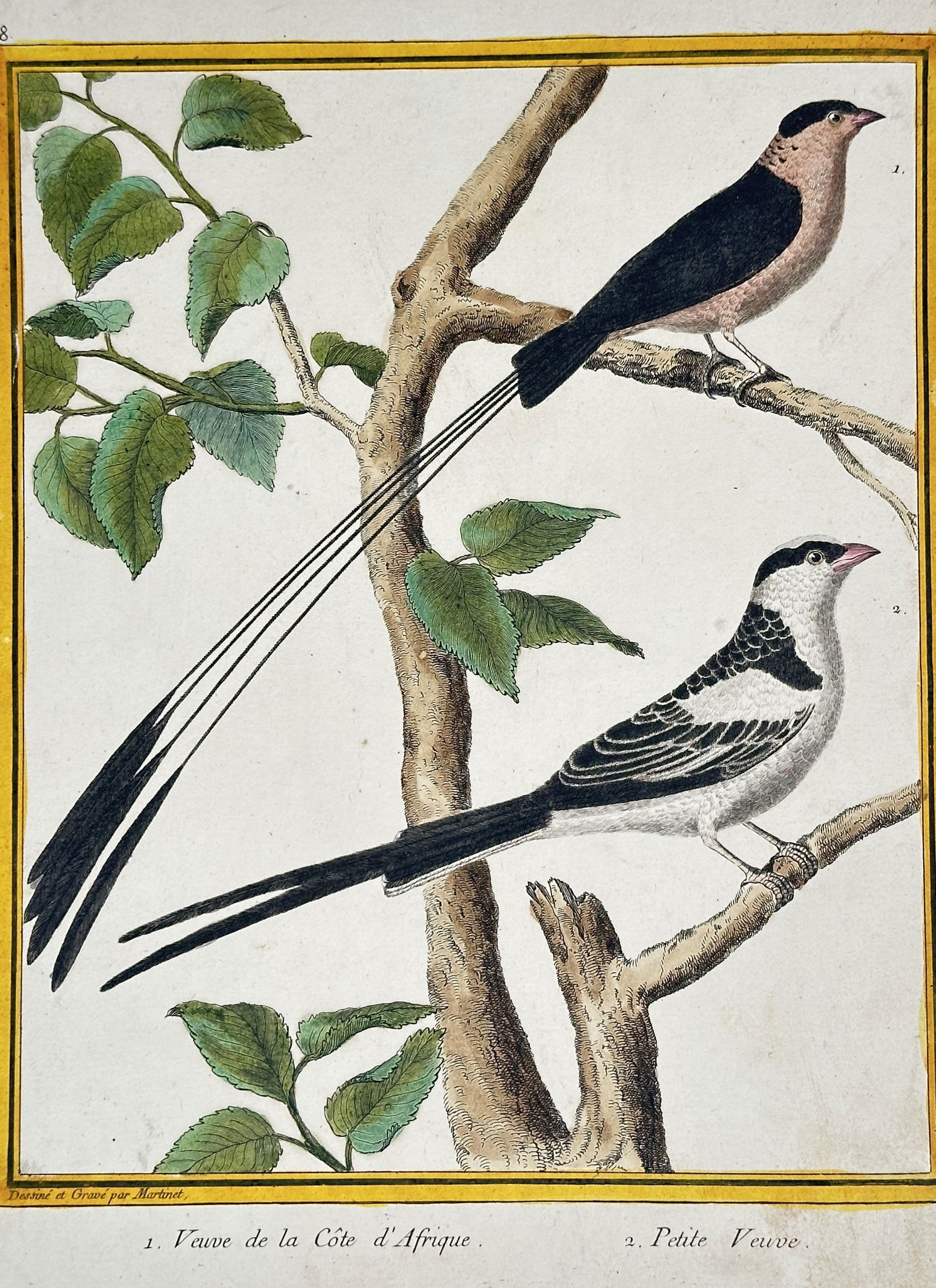 François Nicolas Martinet – Widow Birds of Africa (Veuve de la Côte d'Afrique and Petite Veuve) (1 of 2)