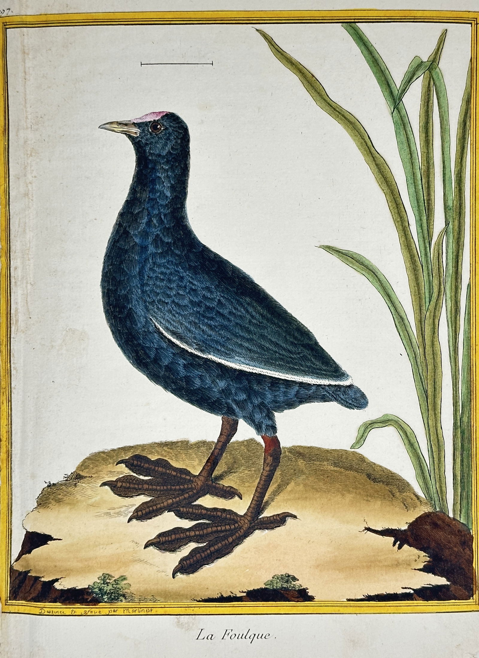 François Nicolas Martinet – The Coot – Hand-colored engraving (c. 1775) (1 of 2)