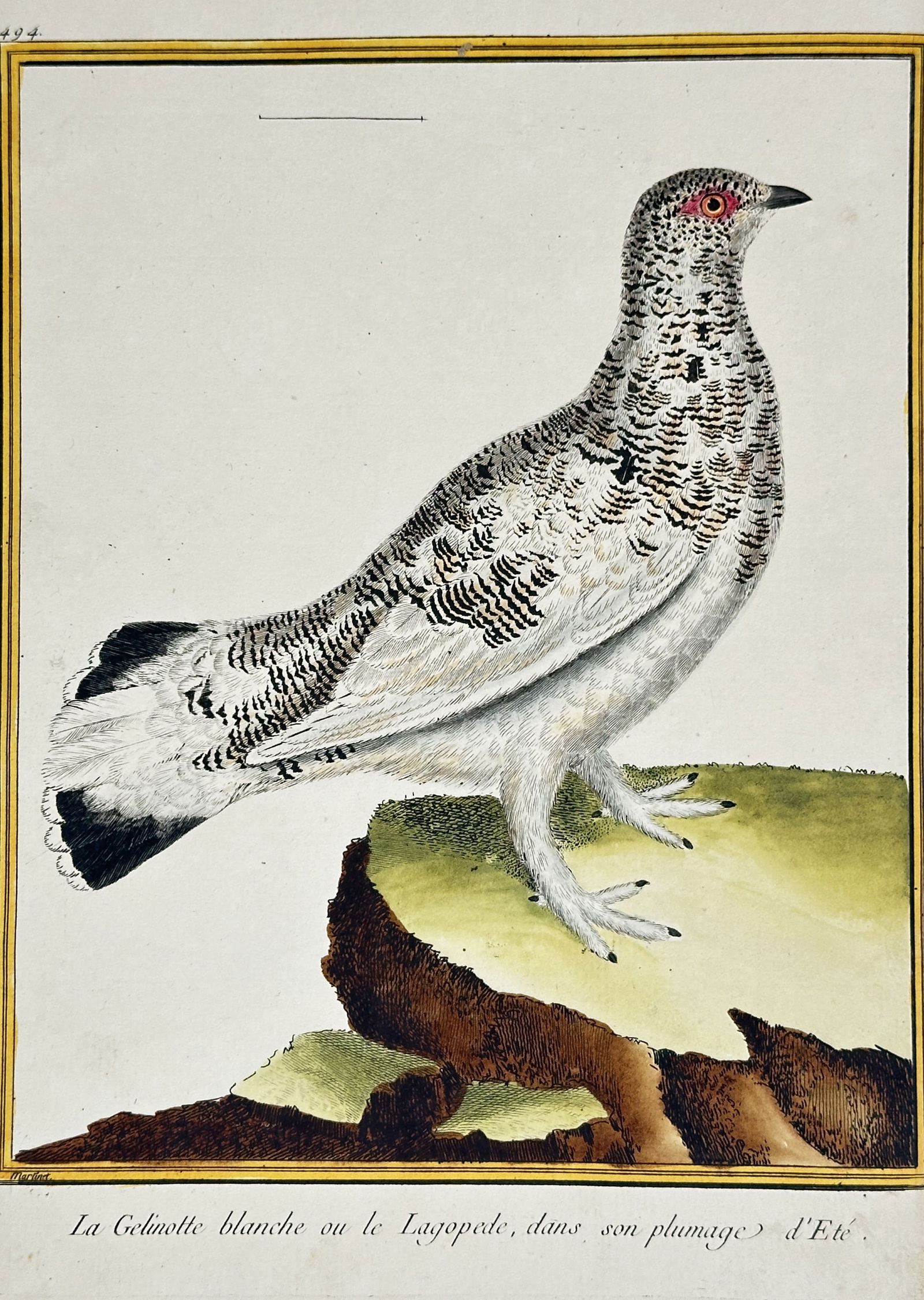 François Nicolas Martinet – The White Hazel Grouse or Lagopus in Summer Plumage (1 of 2)