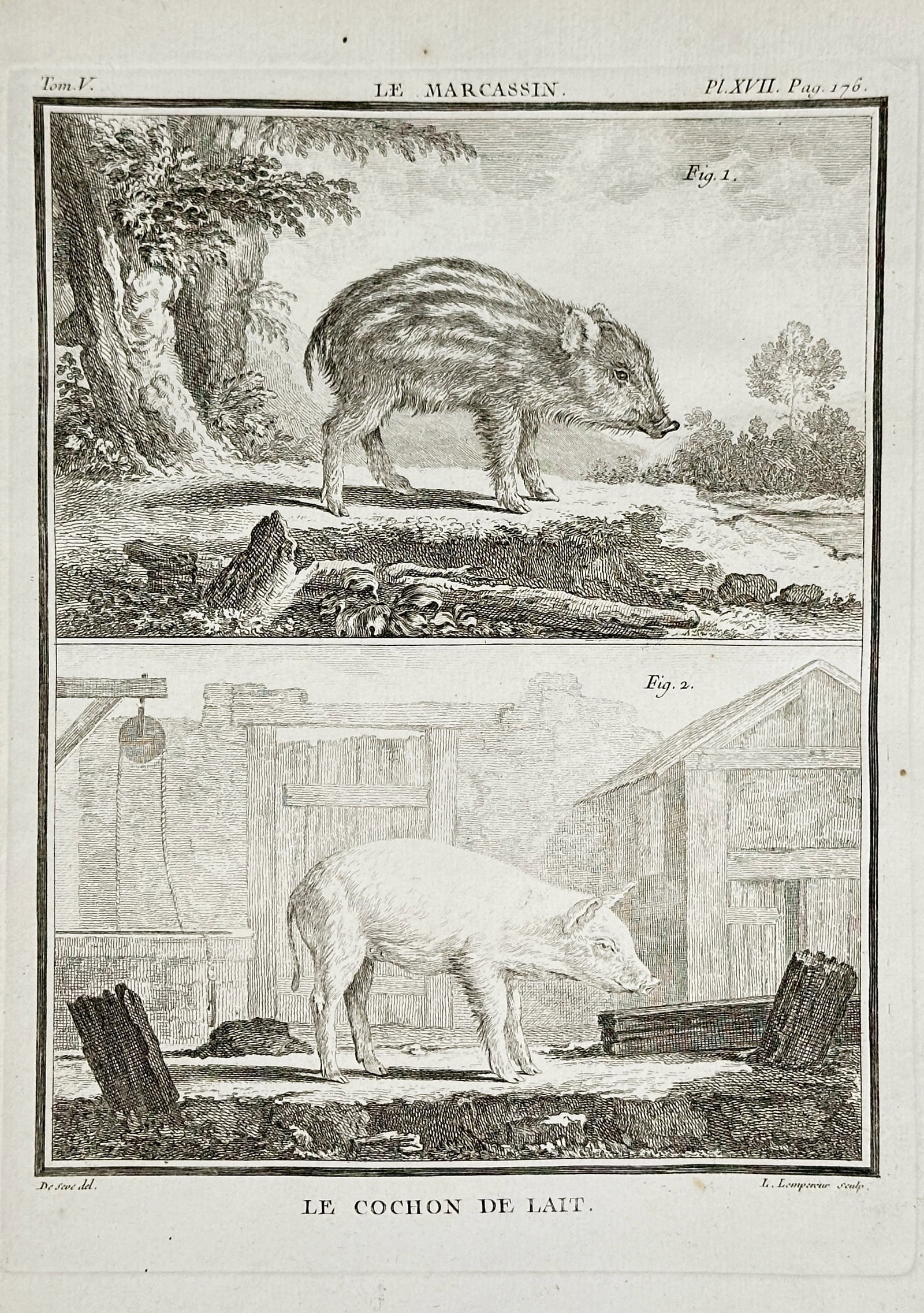 Georges-Louis Leclerc, Comte de Buffon – The Young Wild Boar and the Sucking Pig: This copperplate engraving is divided into two panels, contrasting Le Marcassin (the young Wild Boar), shown with stripes in a natural setting, with Le Cochon de Lait (the domestic Sucking Pig) shown 