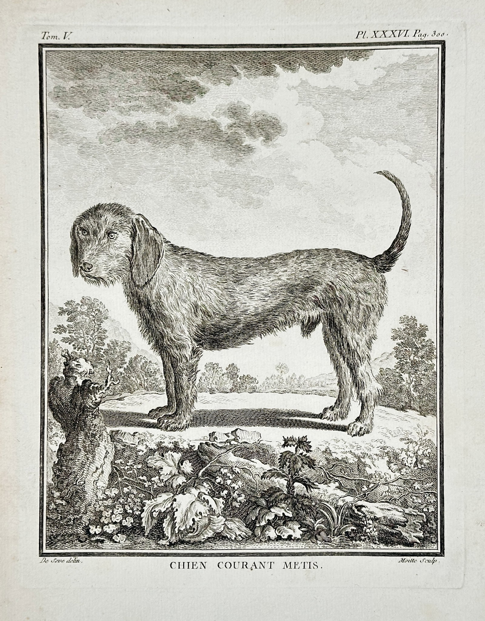 Georges-Louis Leclerc, Comte de Buffon – The Mixed Breed Running Dog: This copperplate engraving depicts the Chien Courant Métis (Mixed Breed Running Dog), a shaggy-coated hound shown standing on an elevated plain with trees in the background. This plate originates fro