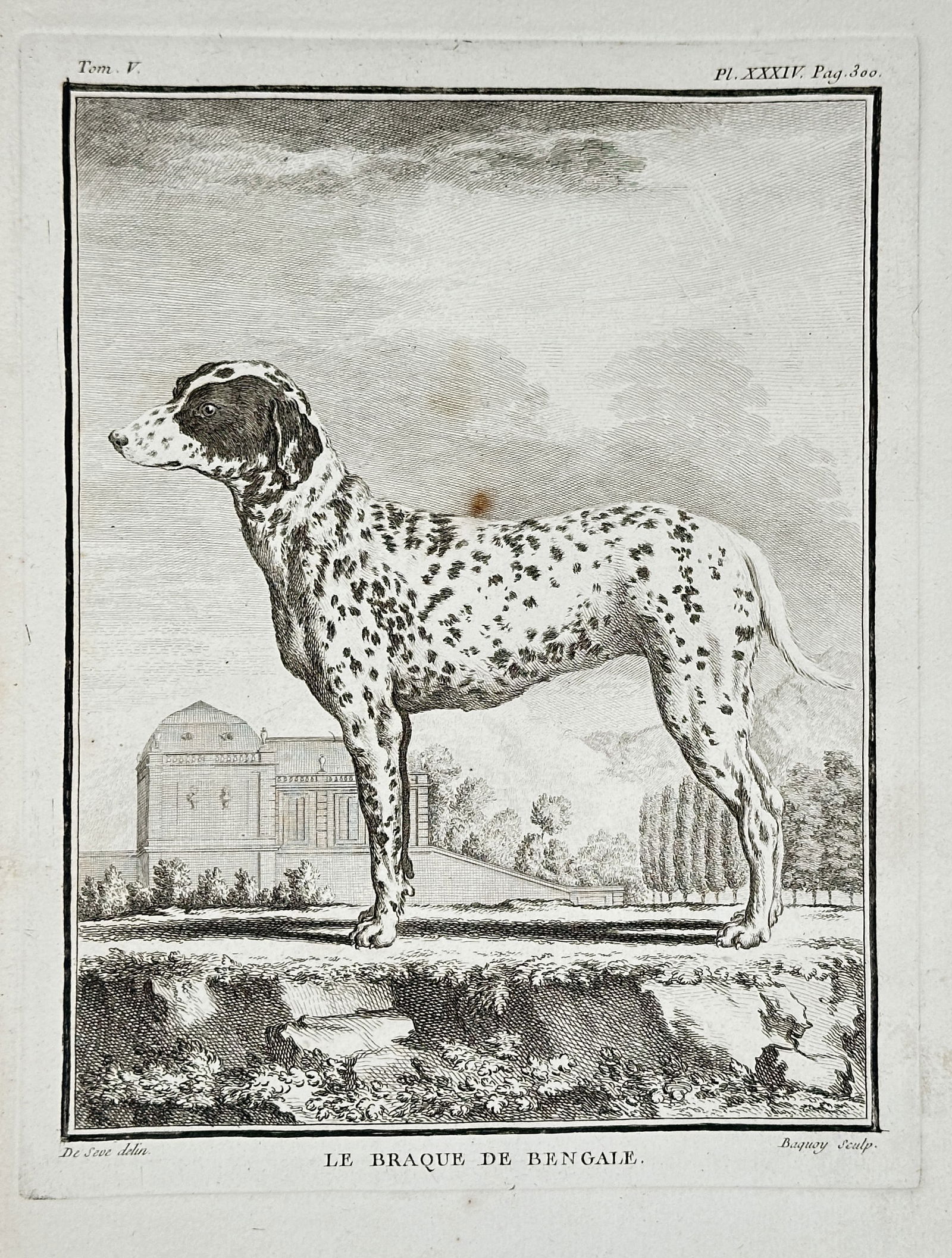 Georges-Louis Leclerc, Comte de Buffon – The Bengal Pointer (Le Braque de Bengale) (1 of 2)