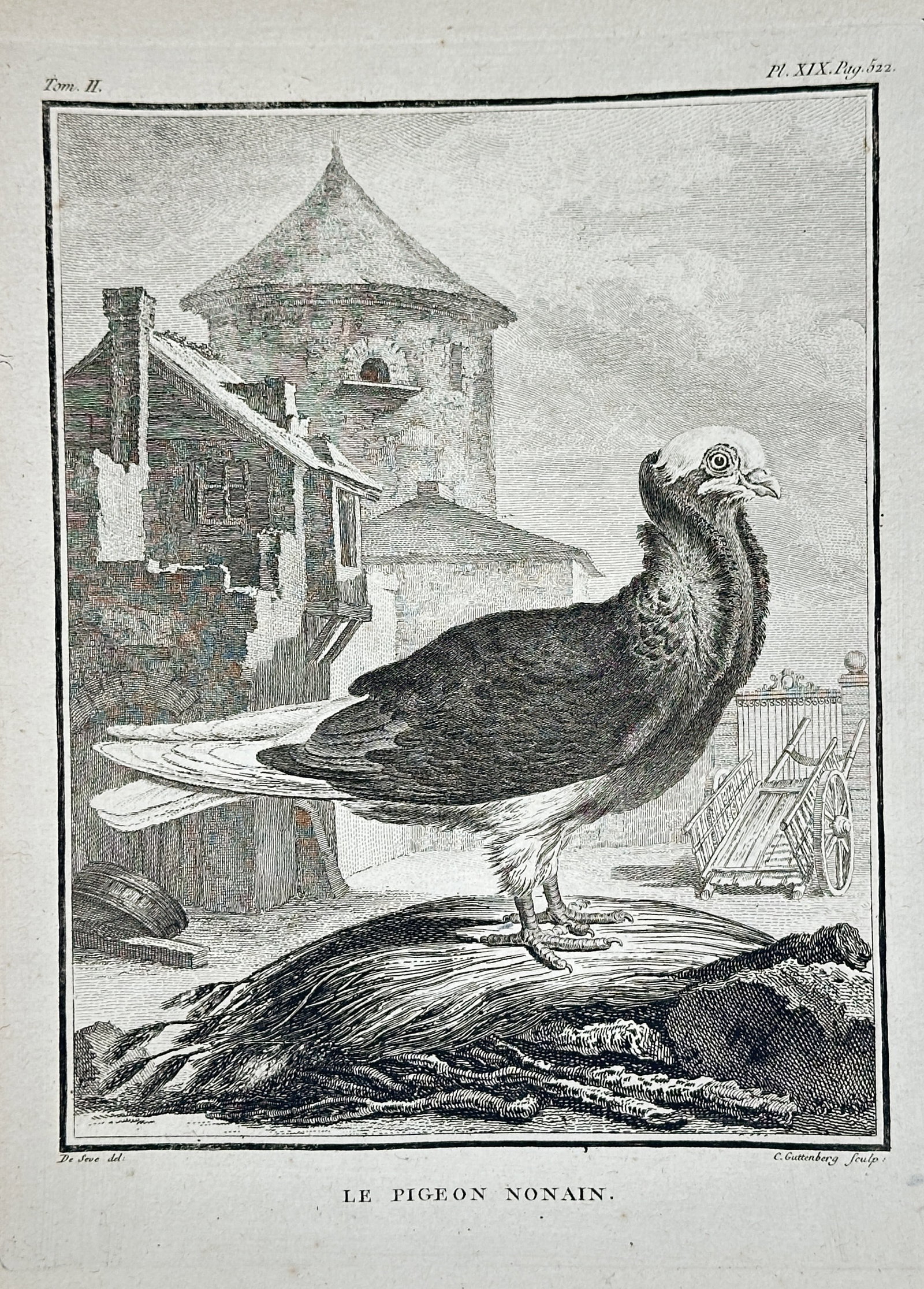 Georges-Louis Leclerc, Comte de Buffon – The Nun Pigeon (Le Pigeon Nonain): This copperplate engraving depicts Le Pigeon Nonain (The Nun Pigeon), a domestic fancy breed characterized by its distinctively hooded head, shown standing on a mound amidst farmyard debris and archit