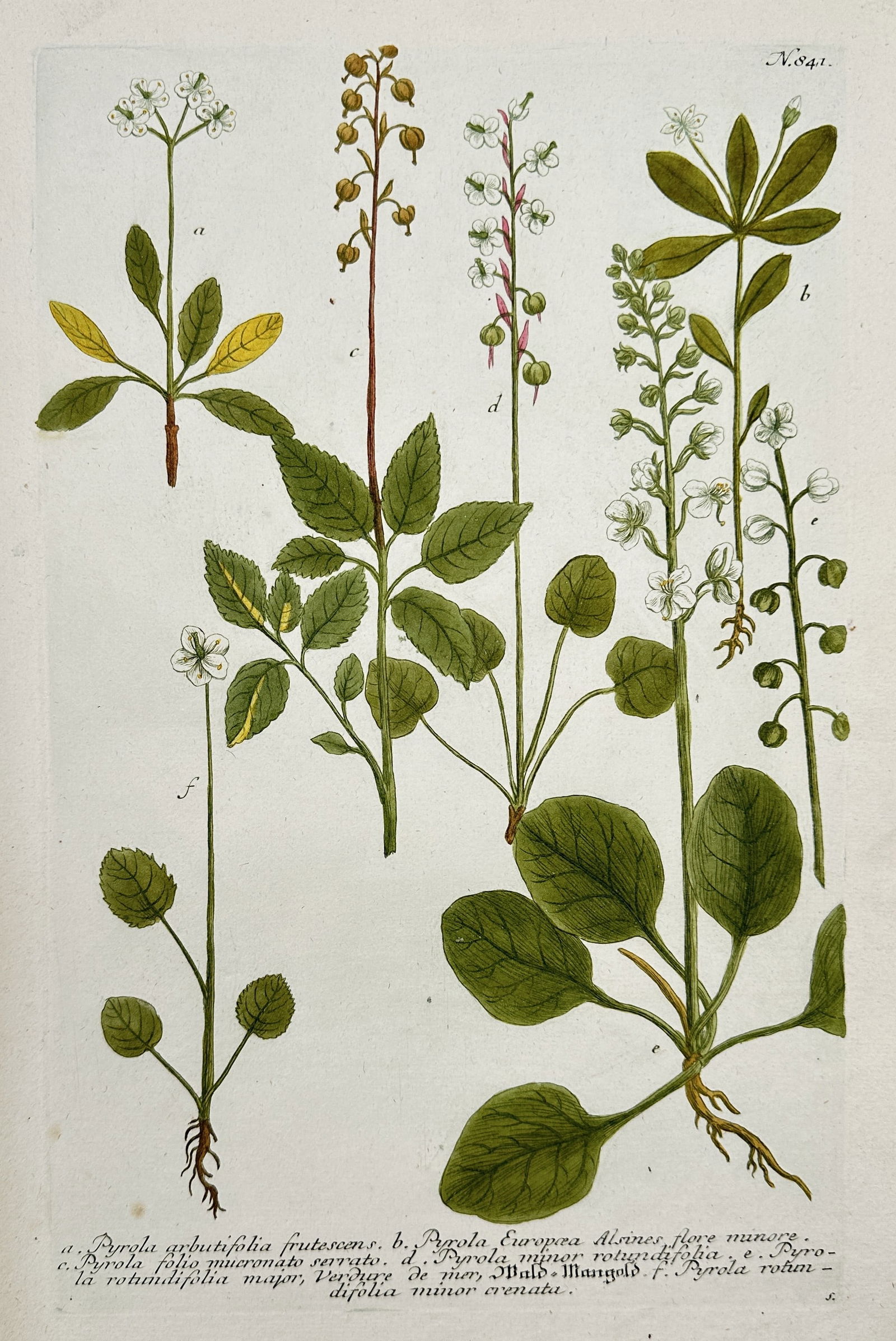 Johann Wilhelm Weinmann – Illustrations from Phytanthoza Iconographia (Pyrola Species) (1 of 2)