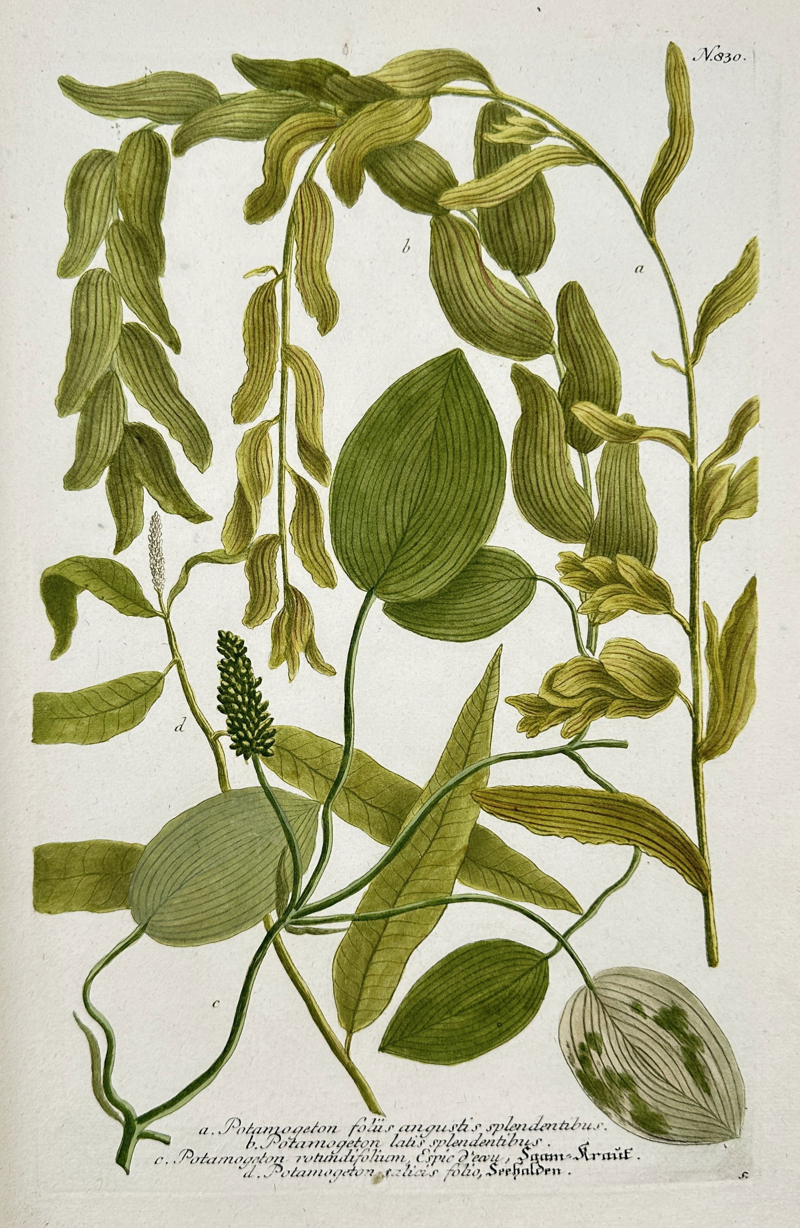 Johann Wilhelm Weinmann – Illustrations from Phytanthoza Iconographia (Potamogeton and Polygonum): This hand-colored mezzotint engraving provides detailed botanical studies of multiple aquatic and marsh species, including Potamogeton (Pondweed) and Polygonum, showcasing their large leaves and elong