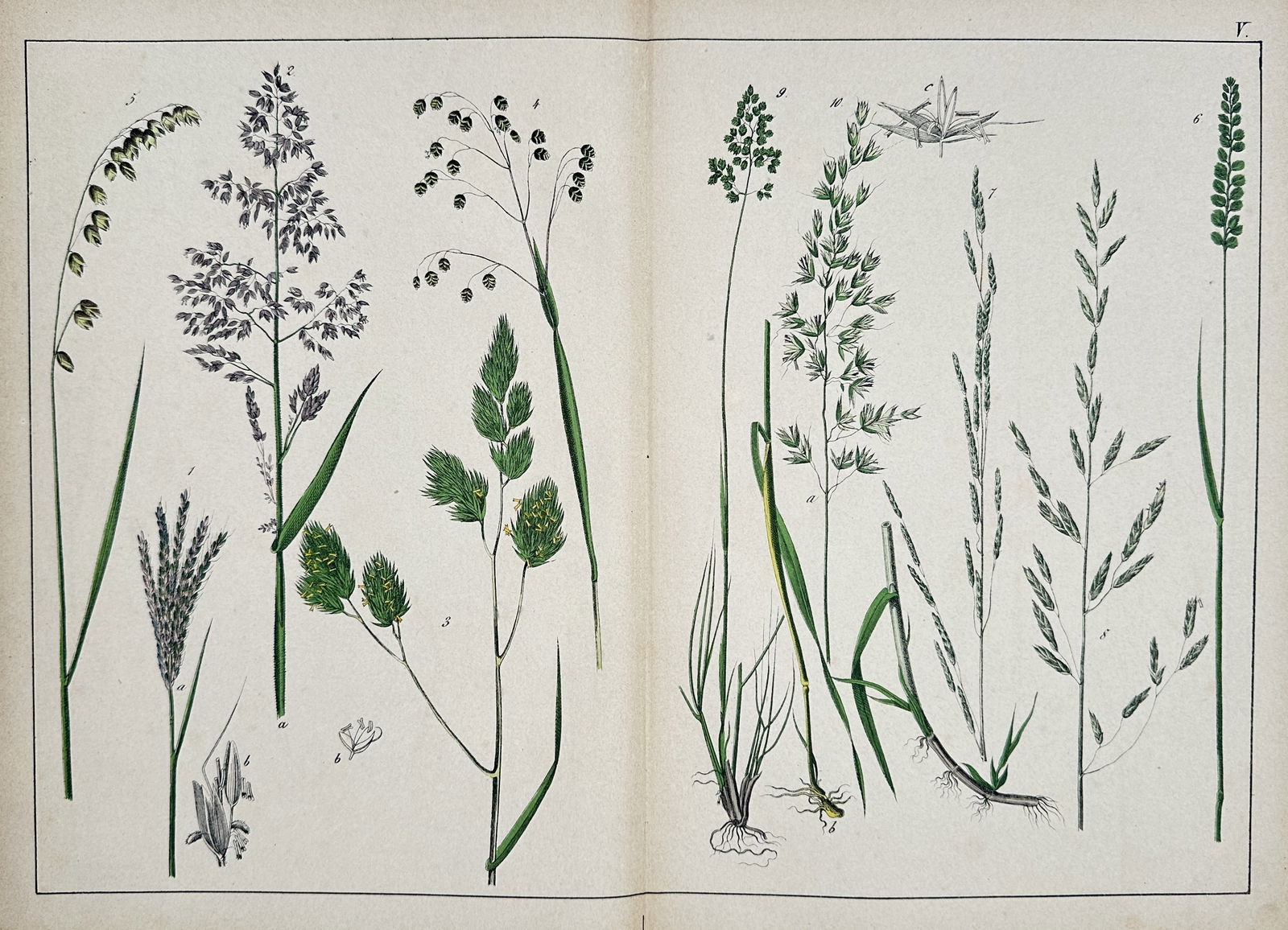 Jacob Sturm – Illustrations of German Grass Species – Hand-colored copperplate engraving (1 of 2)