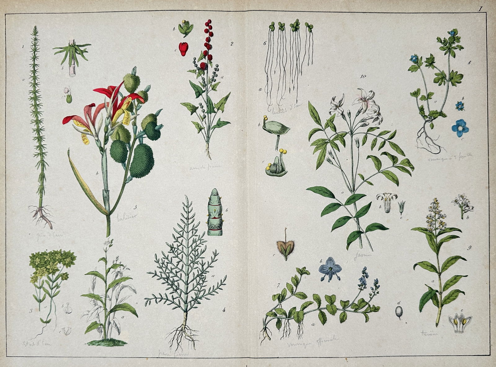 Jacob Sturm – Illustrations of Ornamental and Wild Flowering Plants – Hand-colored copperplate (1 of 2)