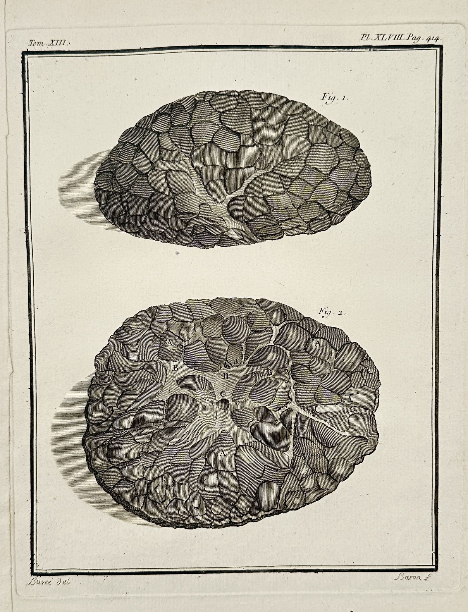Georges-Louis Leclerc, Comte de Buffon – Comparative Anatomical Study of a Convoluted Organ: This copperplate engraving provides a detailed comparative anatomical illustration showing two distinct views of a large, ovoid, and highly convoluted internal organ, rendered with deep shadowing to e