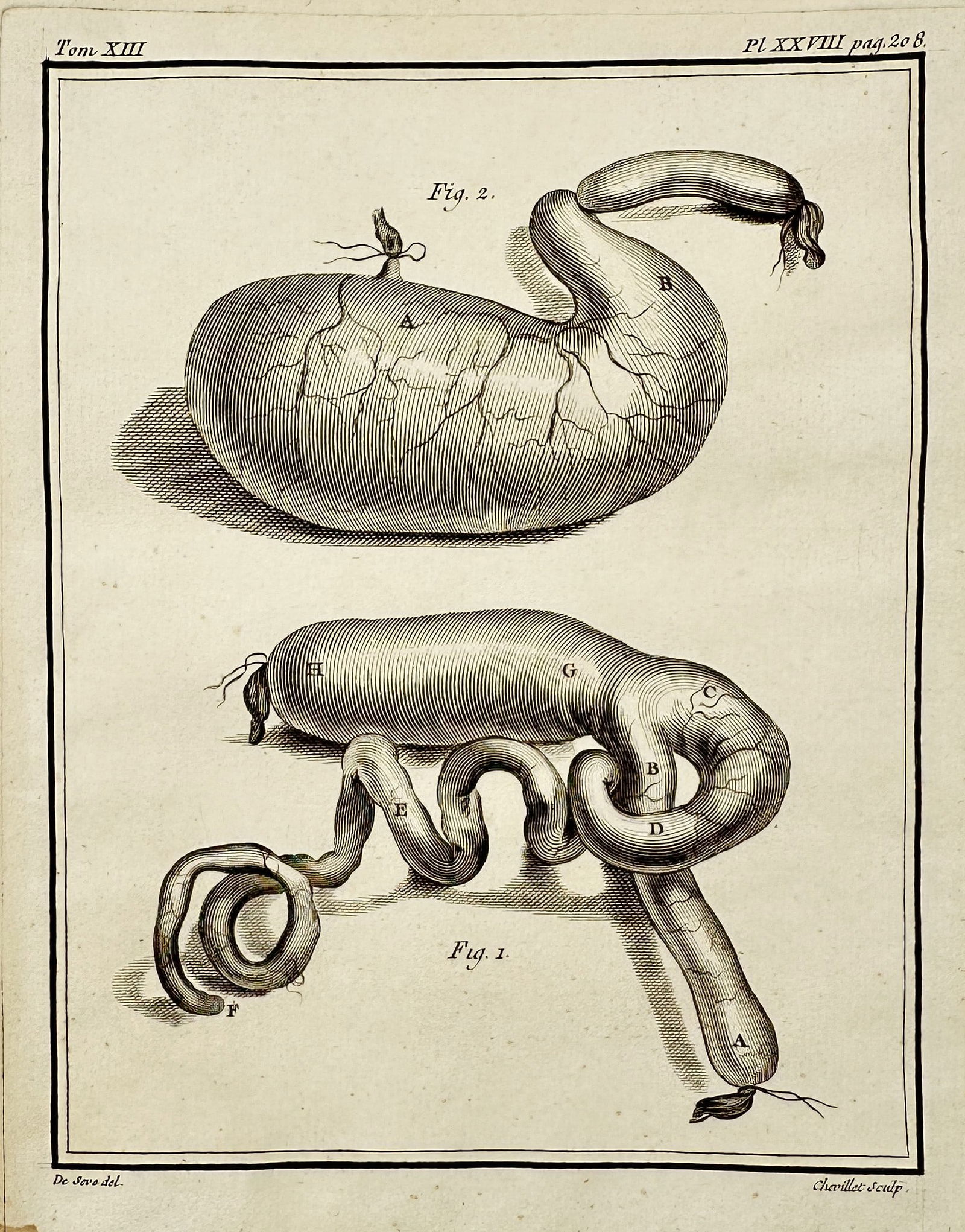 Georges-Louis Leclerc, Comte de Buffon – Comparative Anatomical Study of Tubular: This copperplate engraving provides a two-part comparative anatomical illustration, showing an ovoid, striated sac in the upper section and a convoluted, coiled tubular organ in the lower section. The