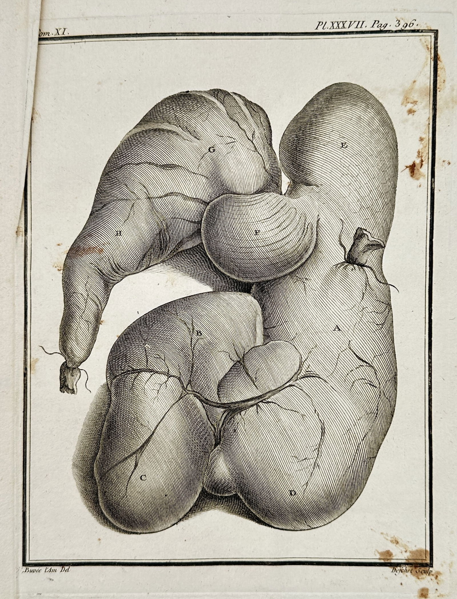 Georges-Louis Leclerc, Comte de Buffon – Anatomical Study of a Complex Lobed Organ: This copperplate engraving provides a detailed anatomical illustration of a large, highly convoluted, and multi-lobed internal organ, rendered with deep shadowing to emphasize its complex shape and su