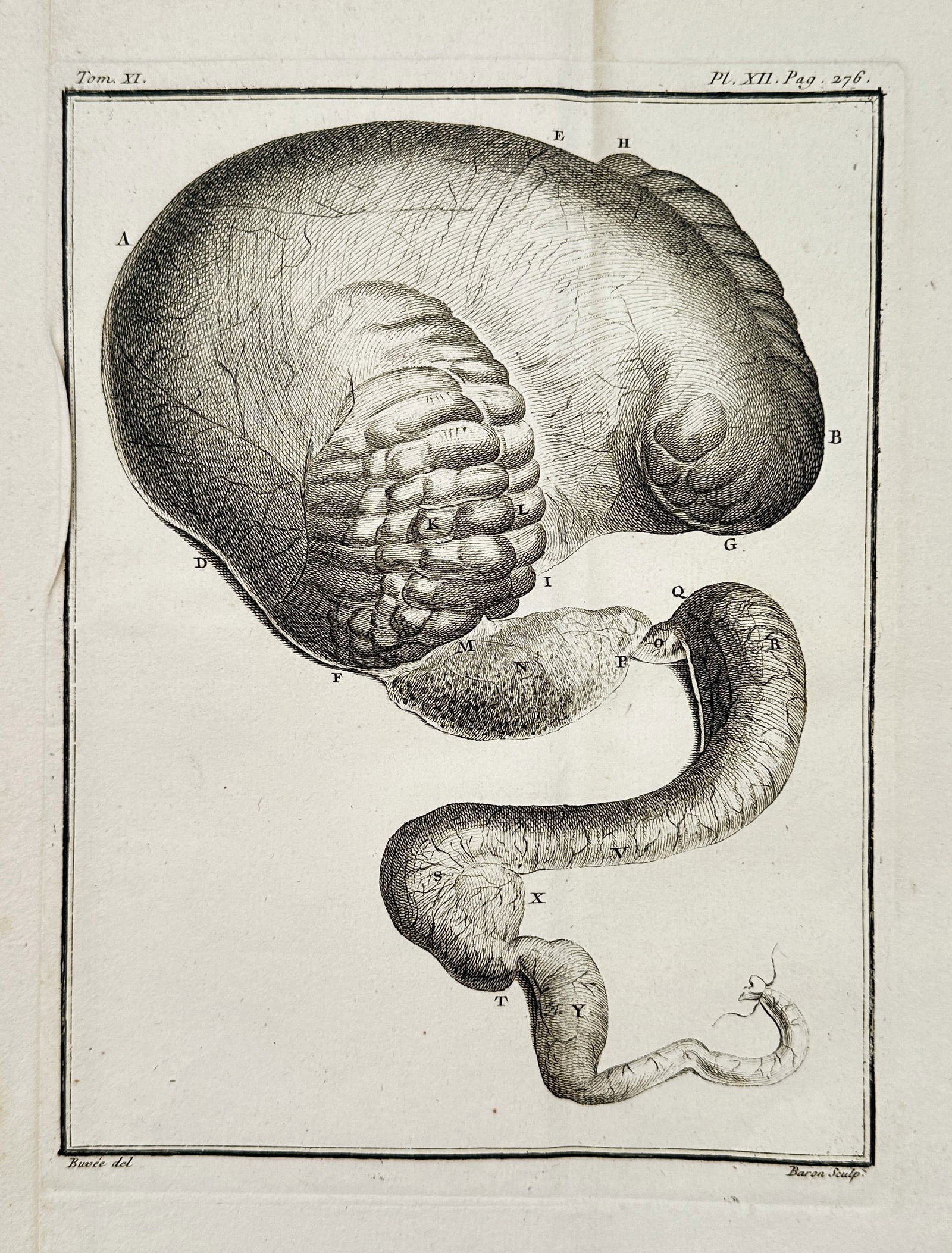 Georges-Louis Leclerc, Comte de Buffon – Anatomical Study of the Stomach and Intestine: This copperplate engraving provides a detailed anatomical illustration showing the large, striated stomach of an animal connected to a long, coiled tubular structure representing the initial part of t