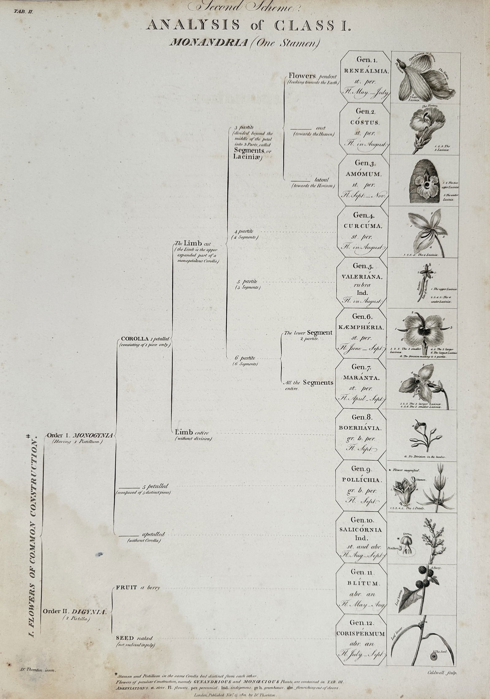 Robert John Thornton – Analysis of Class I. Monandria (One Stamen) – Copperplate engraving: This copperplate engraving is a systematic flow chart detailing the subdivision of the Monandria Class (plants with one stamen) of the Linnaean System, using characteristics like the corolla and fruit