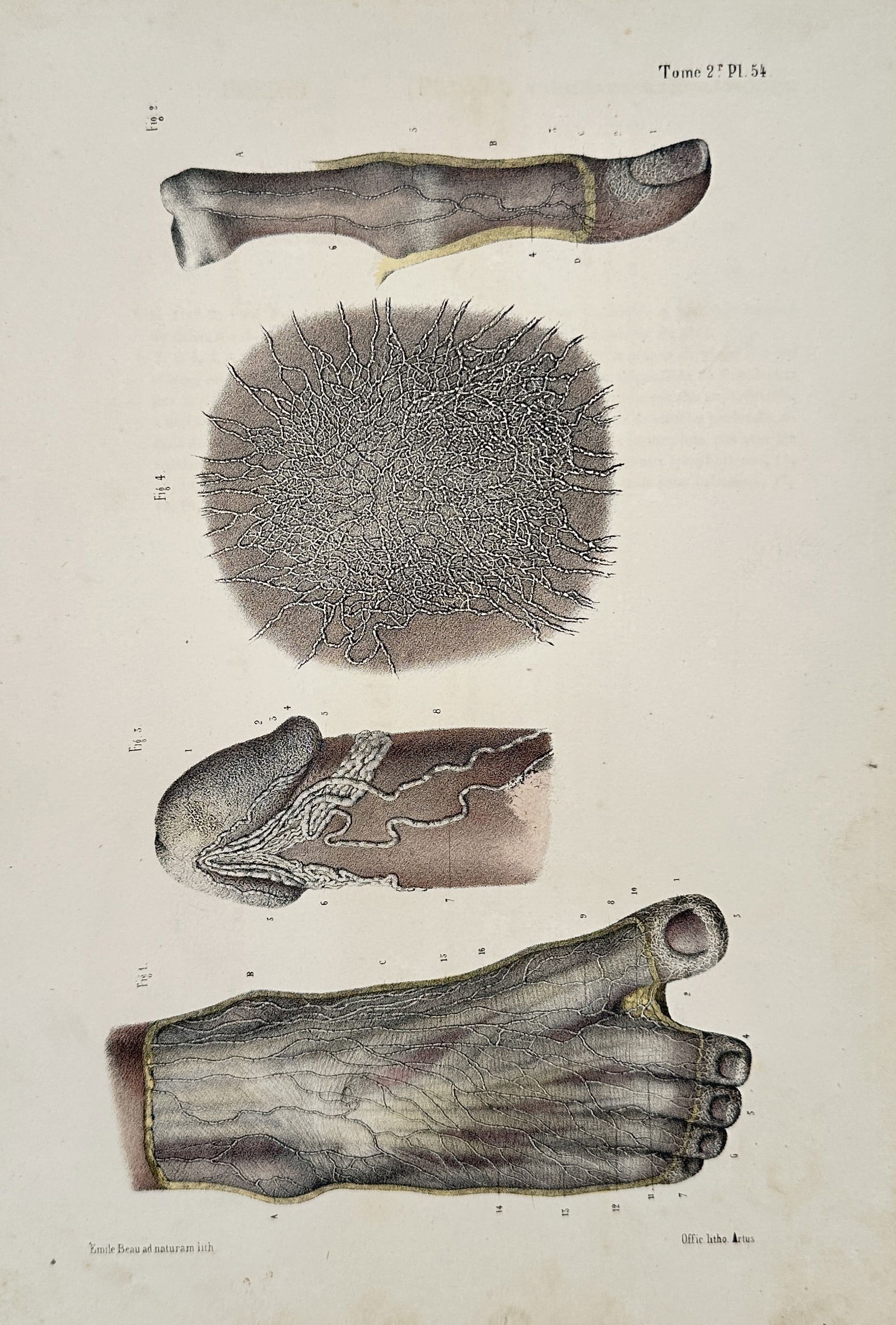 Bonnard (19th Century) – Comparative Scientific Study of Anatomy and Marine Life (1 of 2)