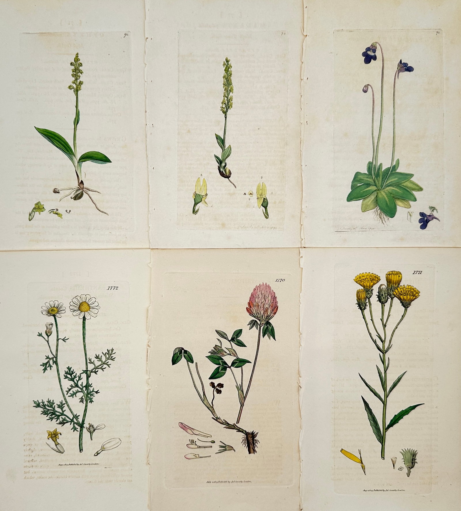 James Sowerby – Set of 6 Hand-Coloured Botanical Prints Violet, Chamomile, Red Clover, Hawkweed (1 of 2)