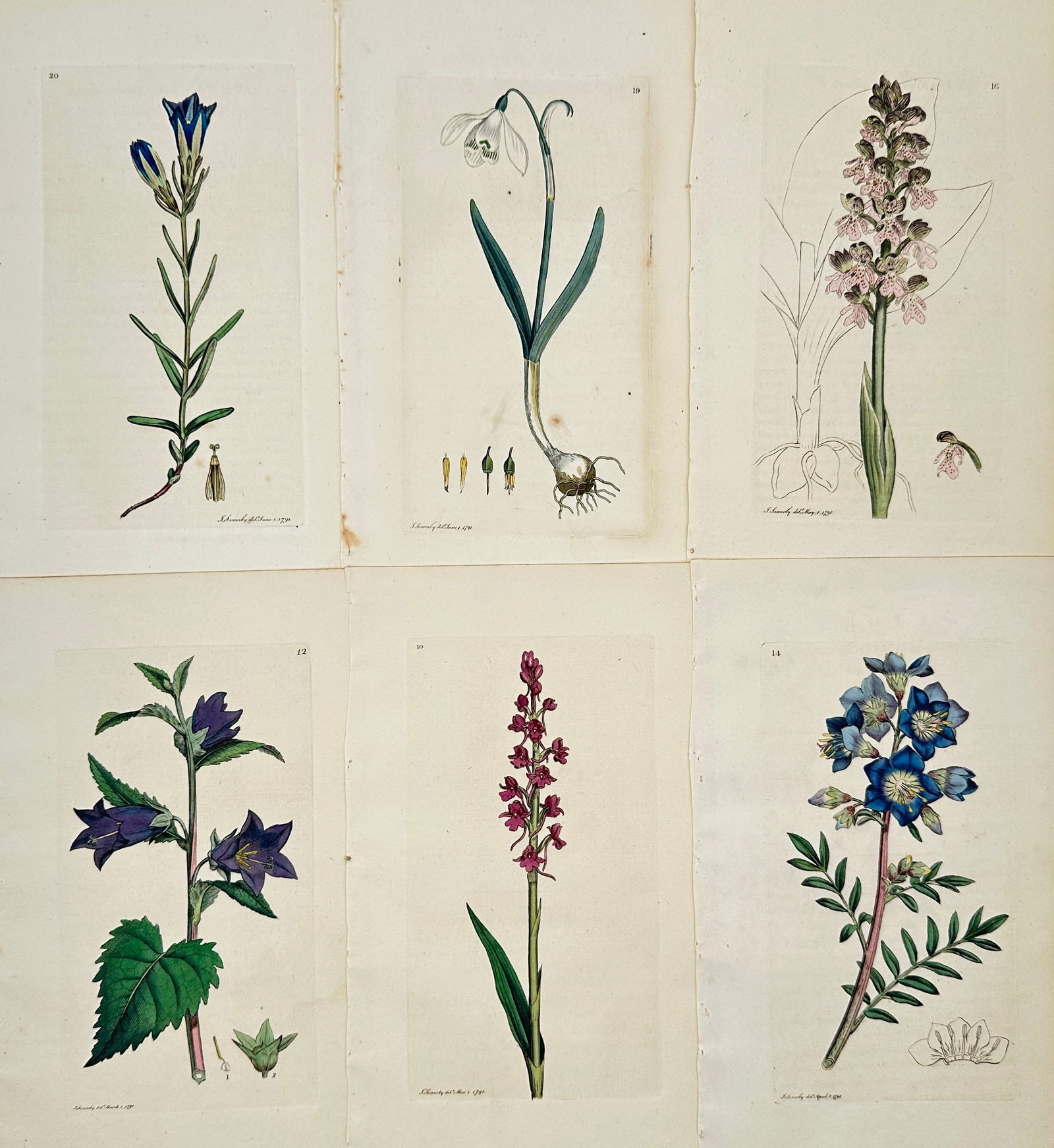 James Sowerby – Set of 6 Hand-Coloured Botanical Prints Gentian, Snowdrop, Orchid (1 of 2)