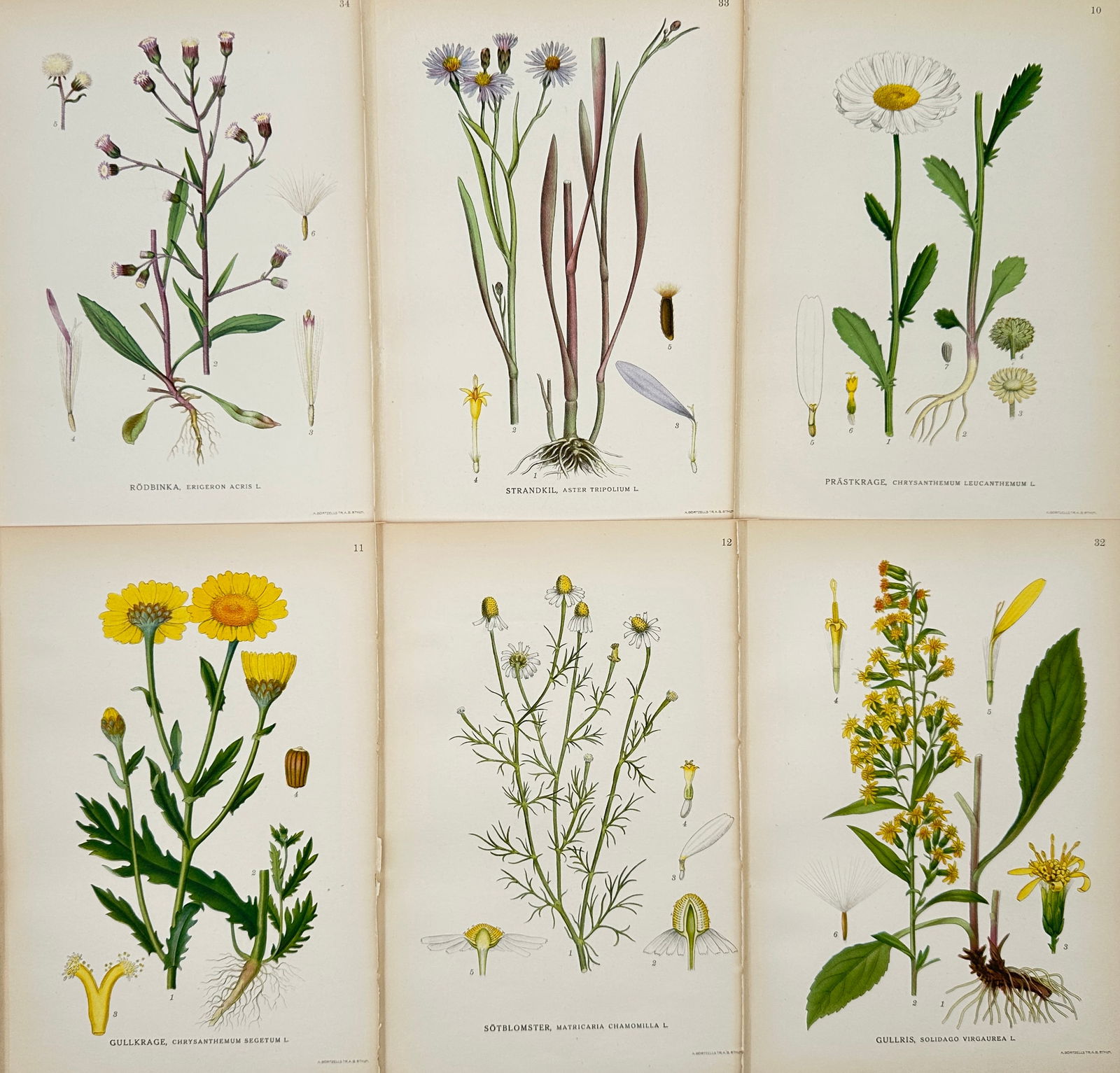 Nordens Flora, Set of 6 Botanical Prints - Fleabane, Sea Aster, Oxeye Daisy, Corn Marigold Chamomile (1 of 2)