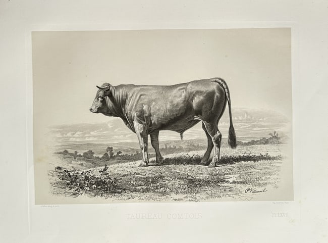 Émile Baudement (1819–1886) – Le Taureau Comtois (The Comtois Bull) – Lithograph: This detailed lithograph, titled "Le Taureau Comtois" (The Comtois Bull), depicts a sturdy bull of this breed standing in profile within a broad, lightly sketched rural landscape. The illustration cap
