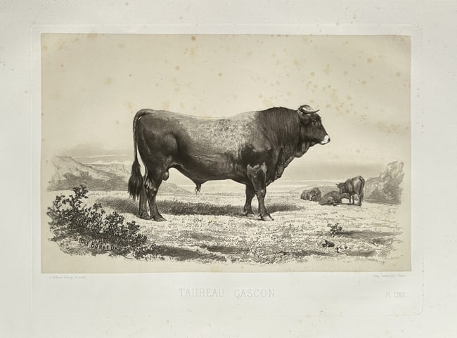 Émile Baudement (1819–1886) – Le Taureau Gascon (The Gascon Bull) – Lithograph: This detailed lithograph, titled "Le Taureau Gascon" (The Gascon Bull), depicts a large, dark-colored bull standing in profile against a barren, hilly background, characteristic of the Gascony region 