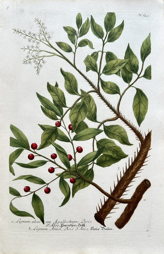 Johann Wilhelm Weinmann (1683–1741) – Agarwood and Other Species (1 of 2)