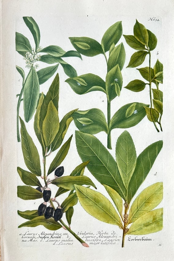 Johann Wilhelm Weinmann – Portugal Laurel and Bay Laurel (Laurus Varieties): This botanical illustration depicts several varieties of glossy-leaved shrubs, all historically classified under Laurus (Laurel). Specimen a is shown with dark green, almond-shaped leaves and clusters