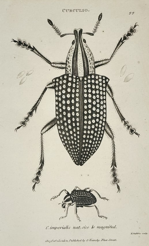 George Shaw (1751–1813) – Illustration of Curculio: Chrysolophus spectabilis - Engraving: This print is a detailed illustration of an insect titled Curculio (Weevil), specifically focusing on the C. imperialis species, also known as the Diamond Weevil (Chrysolophus spectabilis). The print