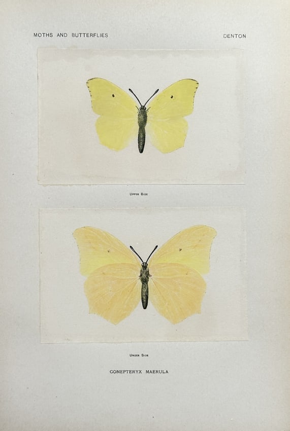Sherman F. Denton (1856–1937) – Gonepteryx Maerula (Yellow Butterfly): This print is a highly detailed, colored entomological illustration of a yellow butterfly identified as Gonepteryx Maerula, displaying both the upper side and the underside of the wings against a plai