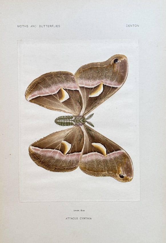 Sherman F. Denton (1856–1937) – Ailanthus Silk Moth – Nature print (Circa 1898): This detailed zoological illustration depicts the upper side of an Ailanthus Silk Moth, Samia cynthia, with its wings fully spread. The print is from a publication on moths and butterflies by Sherman 