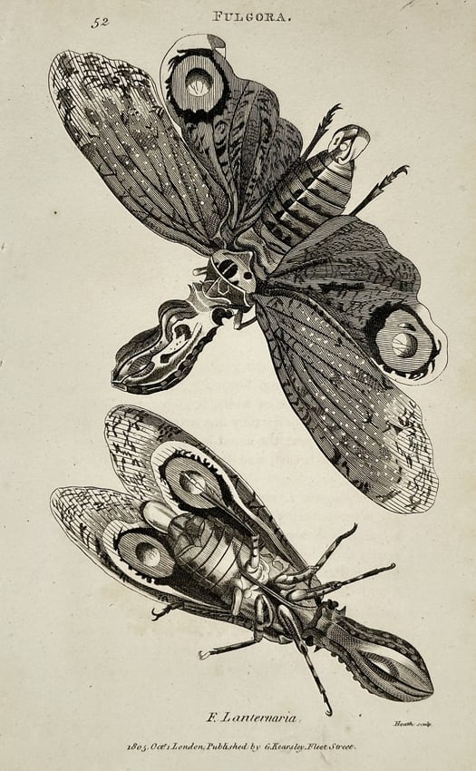 George Shaw (1751–1813) – Lantern Fly (Fulgora Lanternaria) – Engraving (1805): This print is a detailed natural history illustration depicting two specimens of a large insect, identified by the scientific name FULGORA. F. Lanternaria (the Lantern Fly). The species is native to C