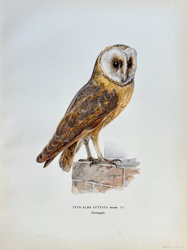 The von Wright Brothers – The Barn Owl – Chromolithograph (1920s) (1 of 2)