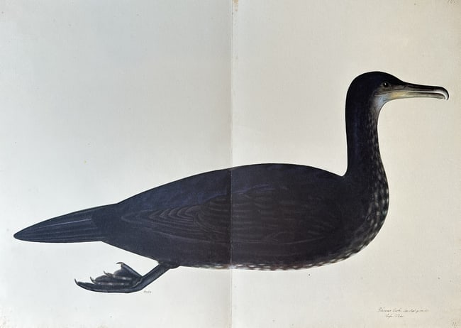 Olof Rudbeck the Younger (1660–1740) – Great Cormorant – Facsimile print (1 of 2)