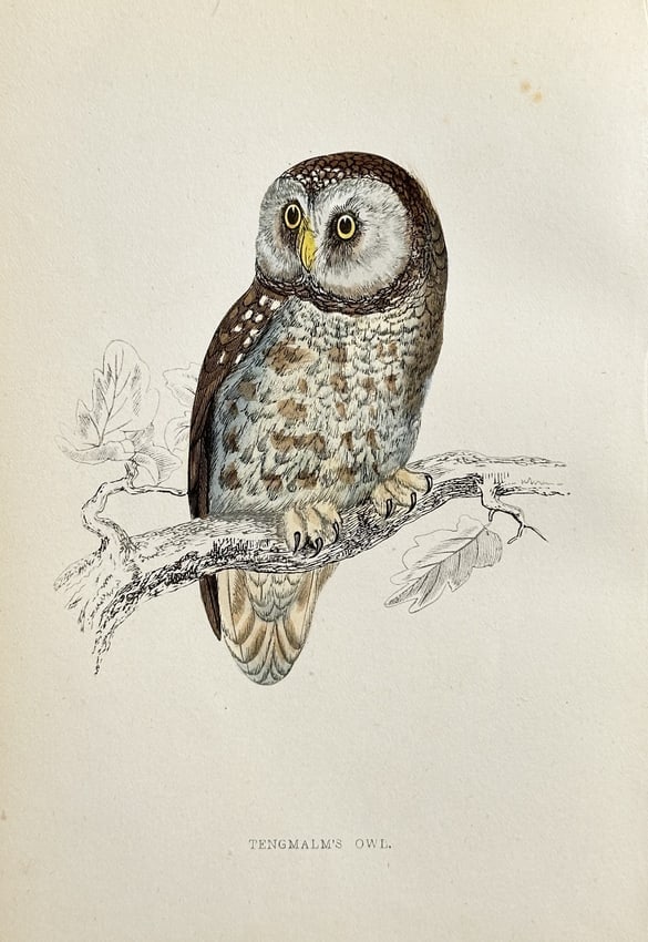 Francis Orpen Morris (1810–1893) – Tengmalm's Owl – Hand-coloured engraving: This antique print features a detailed study of the Tengmalm's Owl (Aegolius funereus), also known as the Boreal Owl. The nocturnal raptor is depicted sitting on a simple branch, characterized by its 