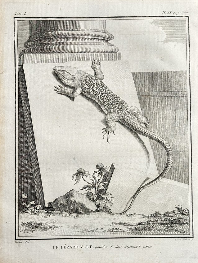 Georges-Louis Leclerc, Comte de Buffon (1707–1788) – Le Lézard Vert (The Green): This detailed engraving, titled "Le Lézard Vert" (The Green Lizard), illustrates a reptile in a formal, scientific yet artistic setting. The lizard is shown clinging to a smooth slab of stone or wood